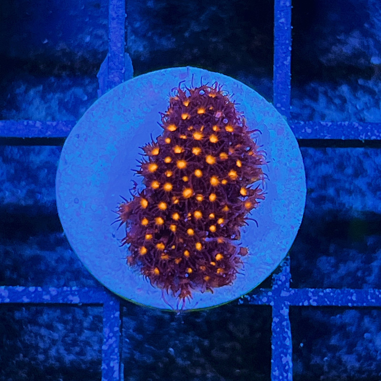 JF Sunset Stylocoeniella