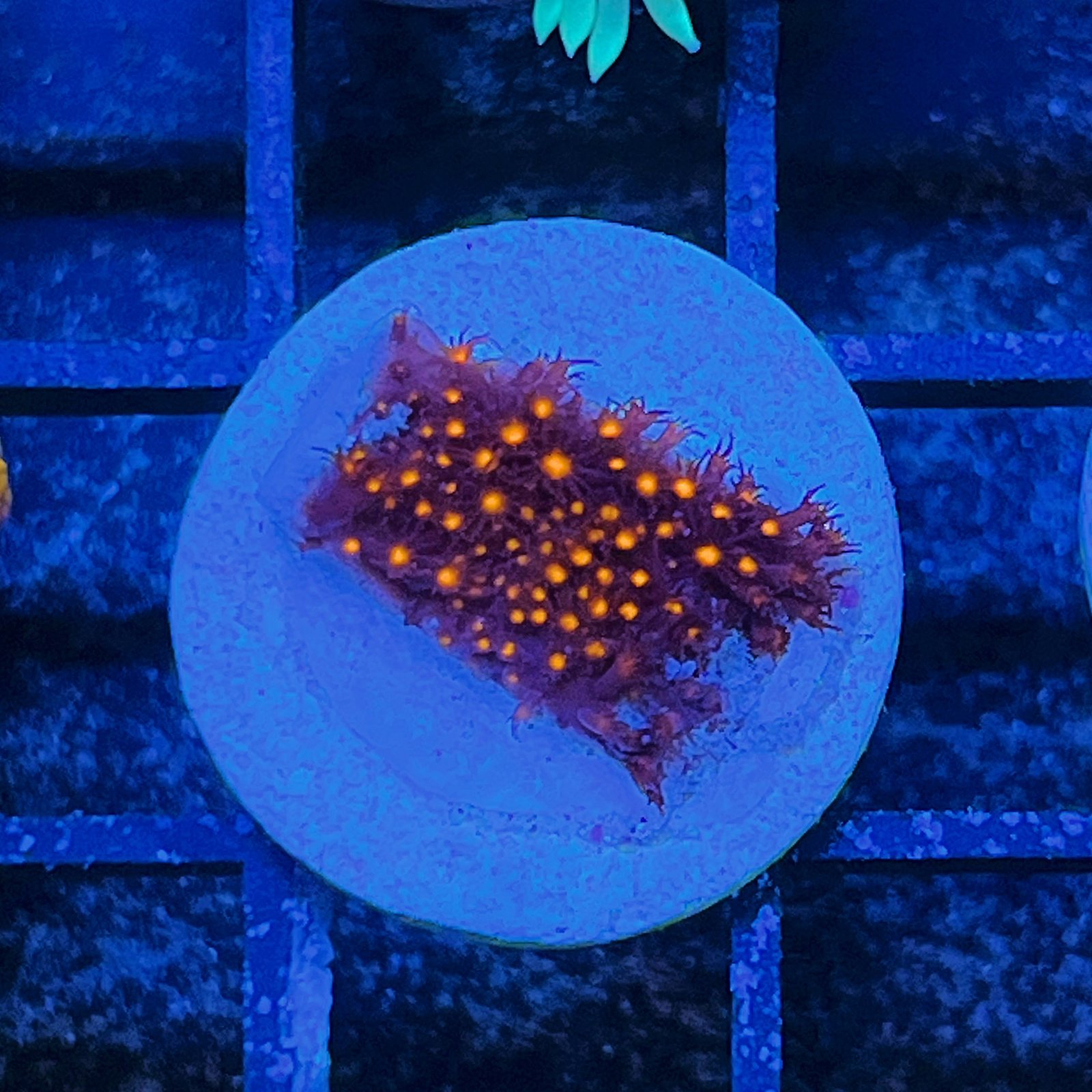 JF Sunset Stylocoeniella