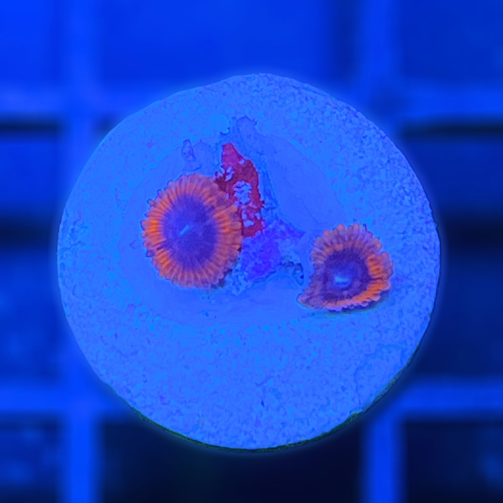 Evil Eye Zoas