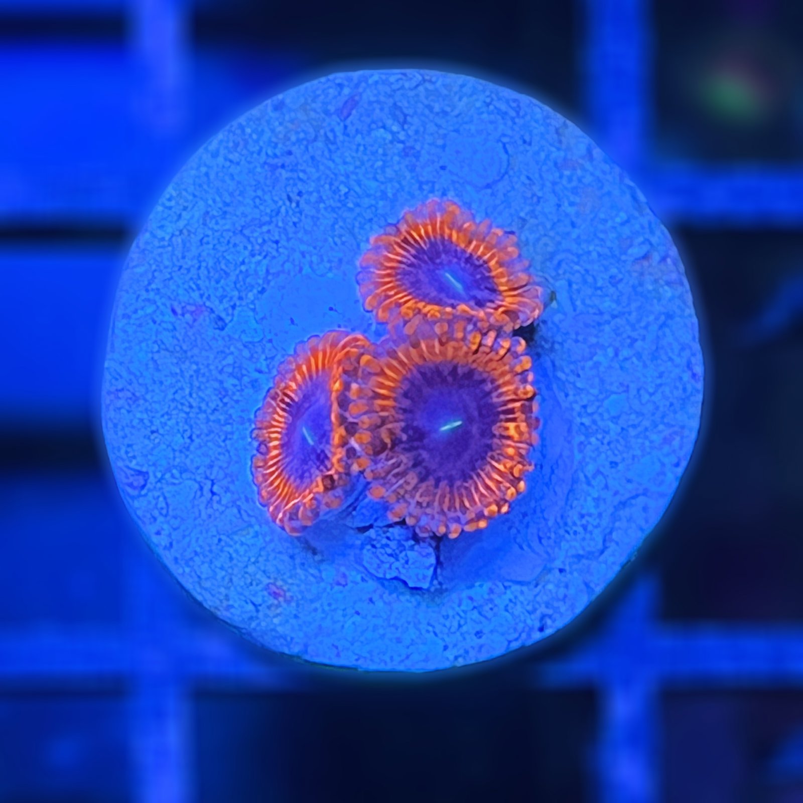 Evil Eye Zoas
