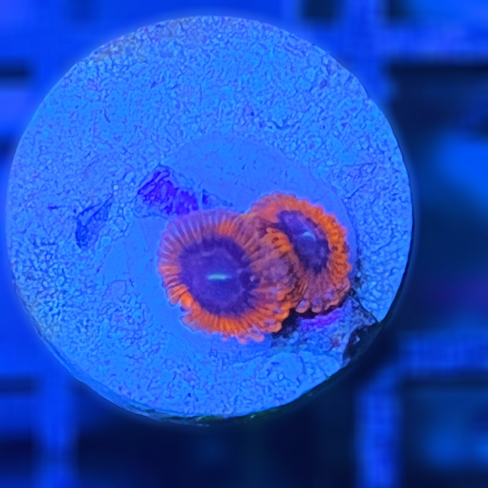 Evil Eye Zoas