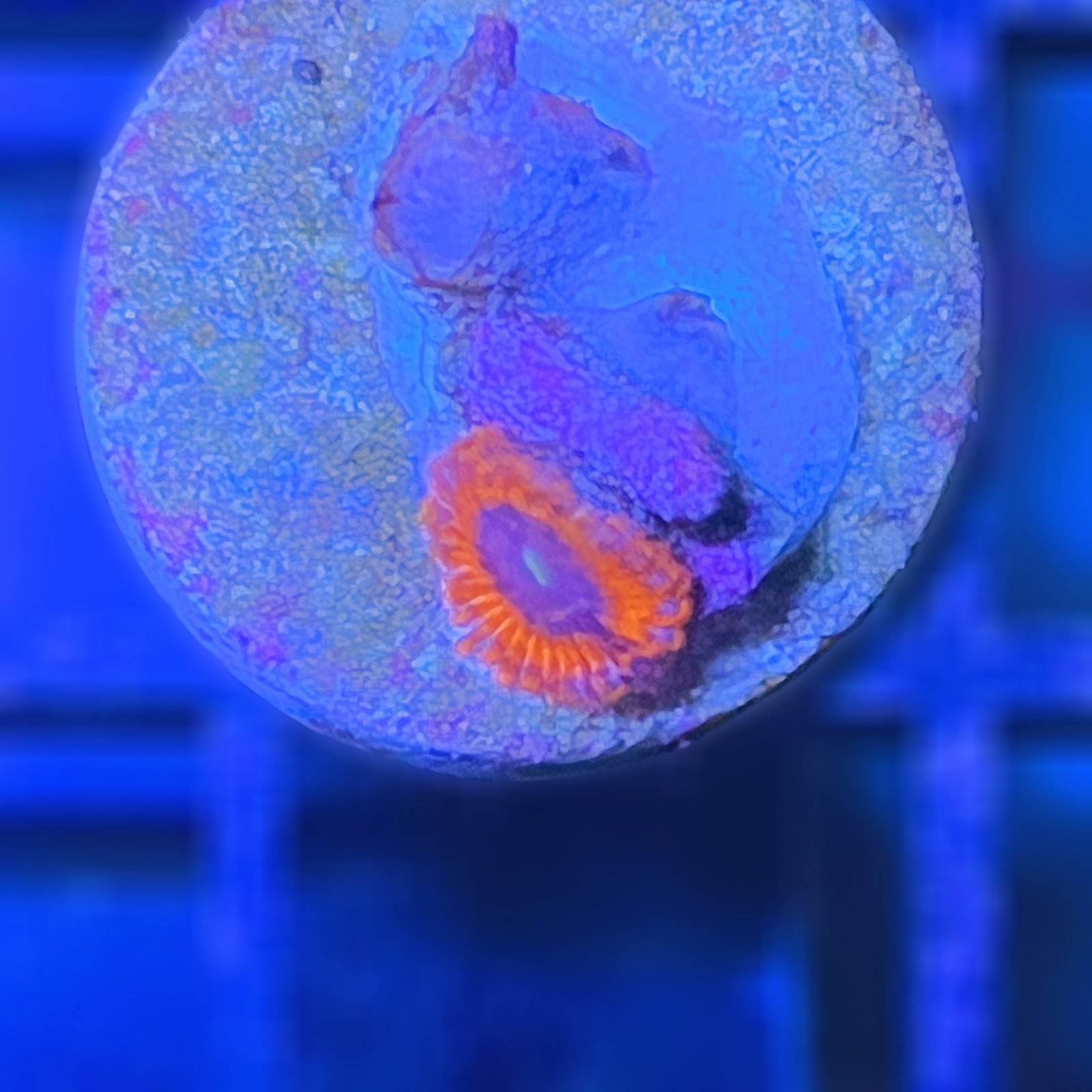 Evil Eye Zoas
