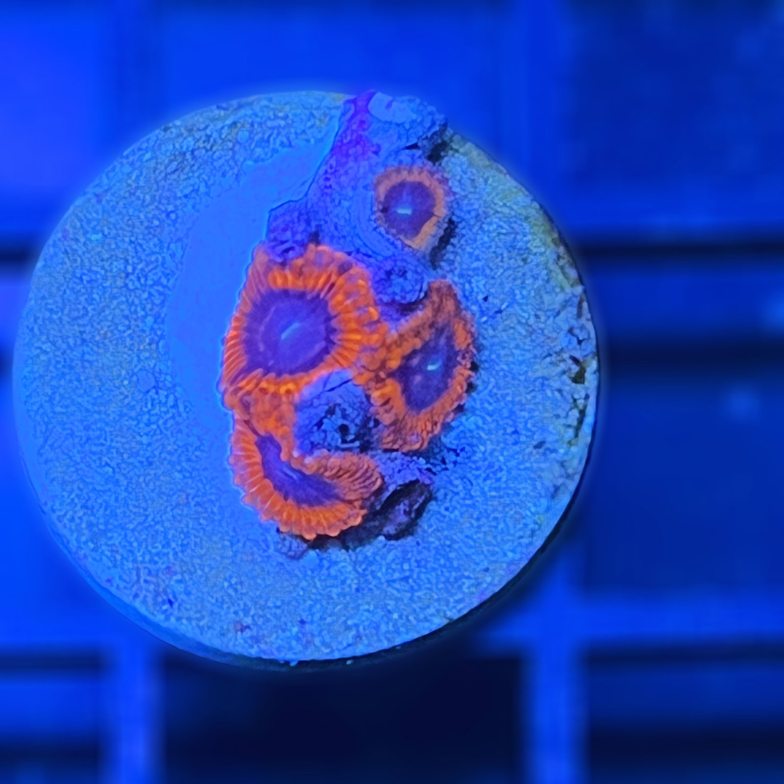 Combo Zoas - Mango T.+ Evil E.