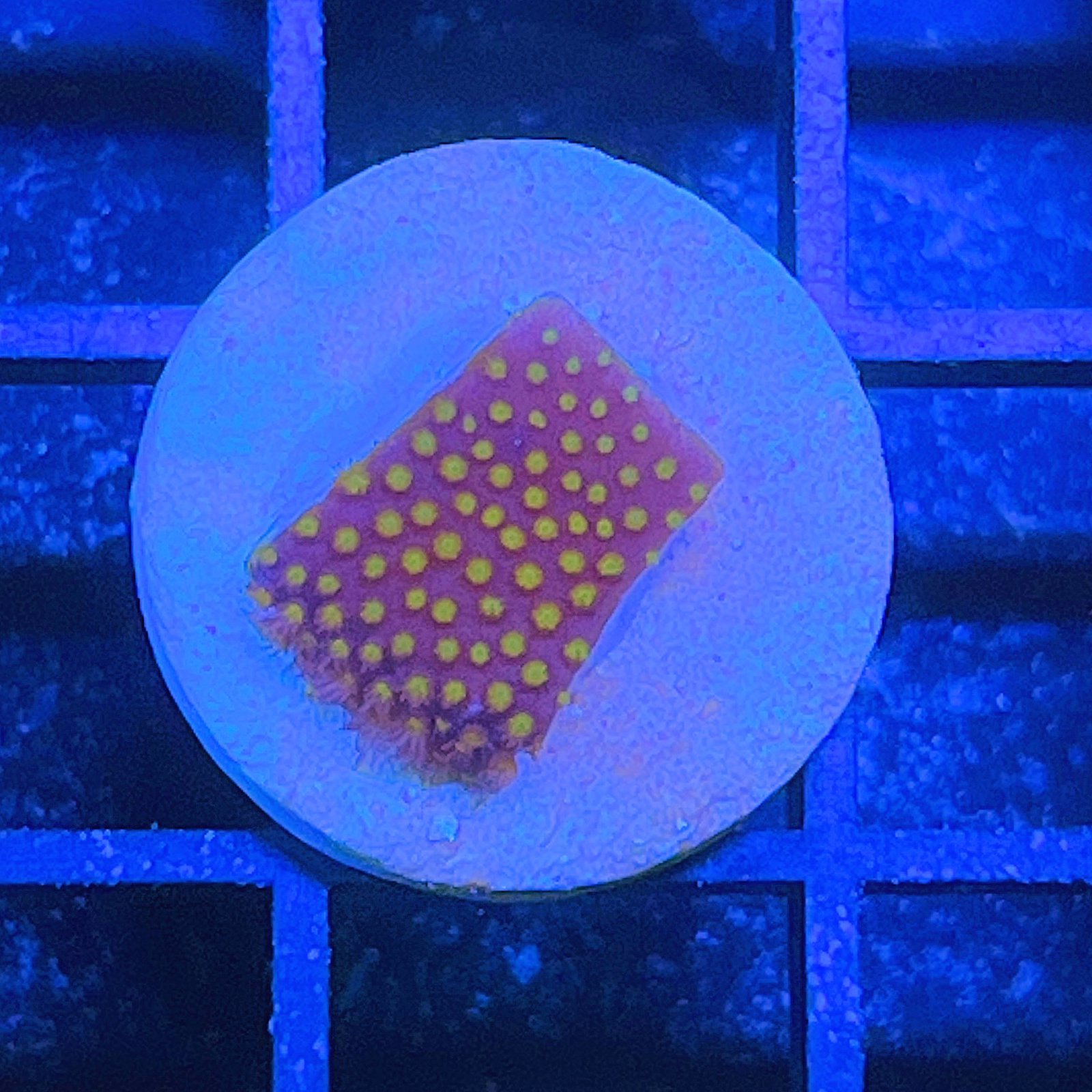 Electric Daisy Stylocoeniella