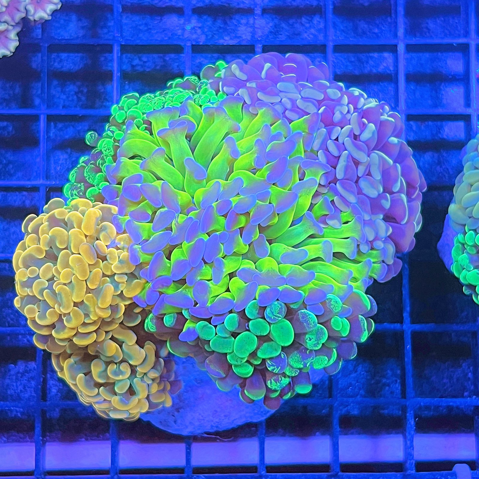 Hammer Garden
