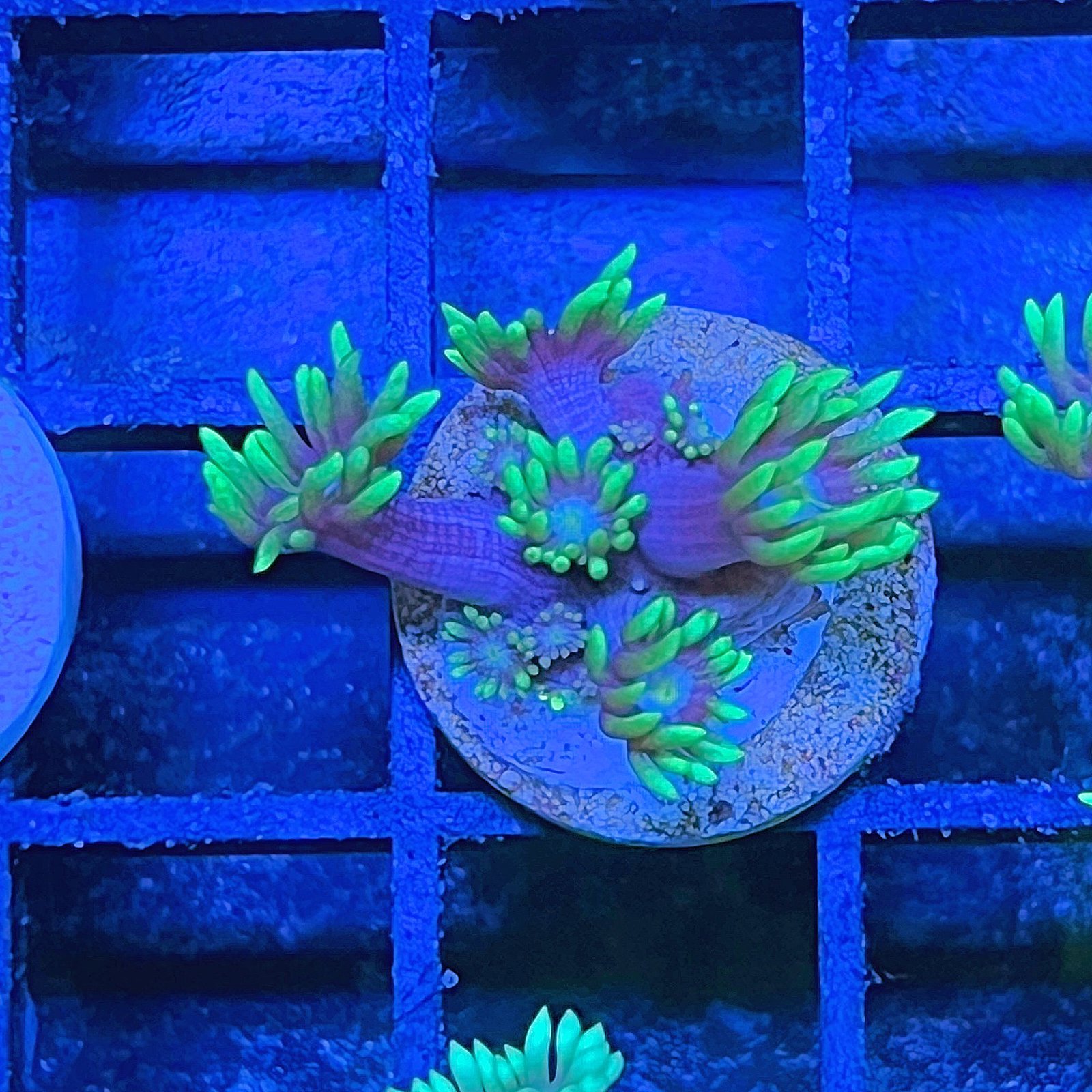 Neón Goniopora