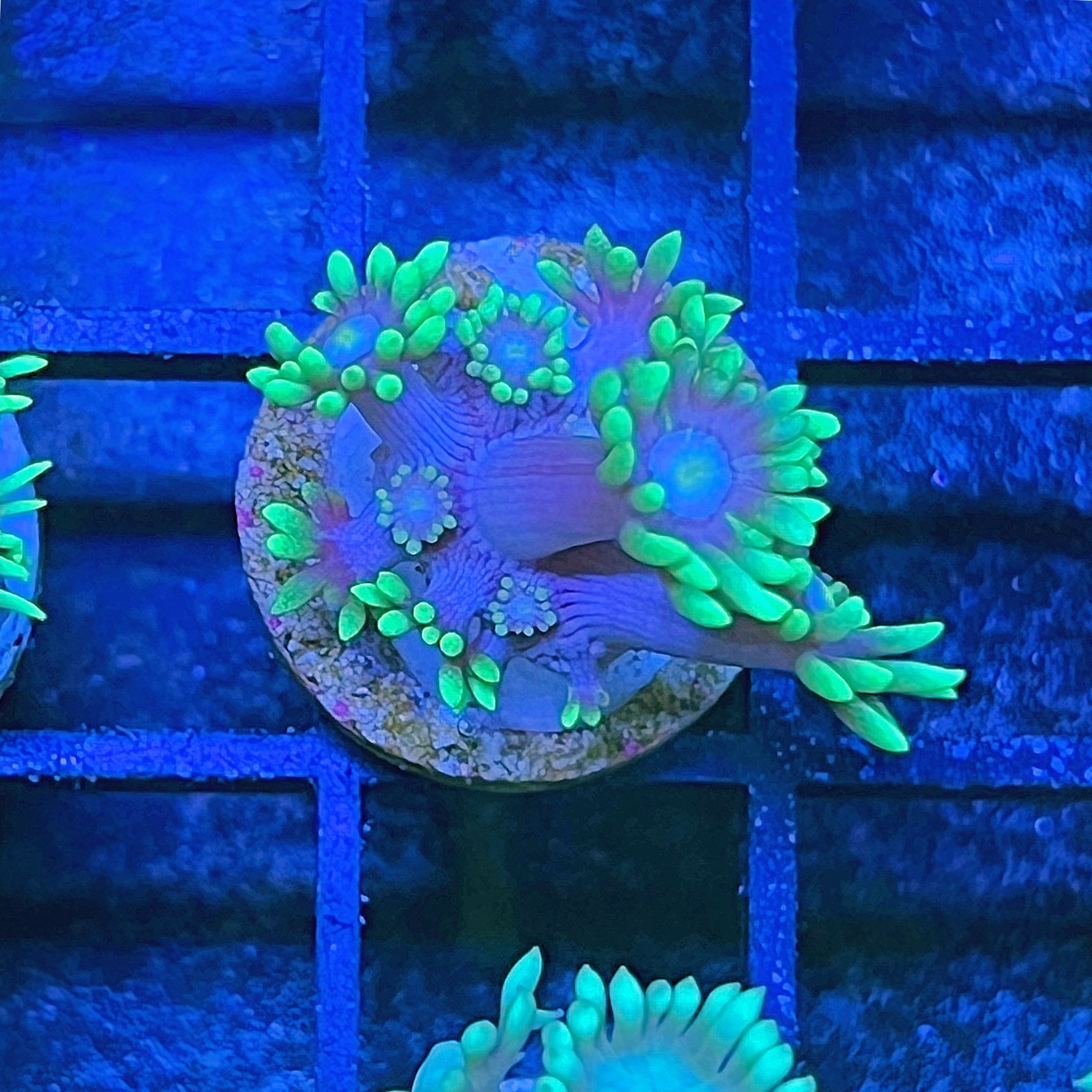 Neón Goniopora