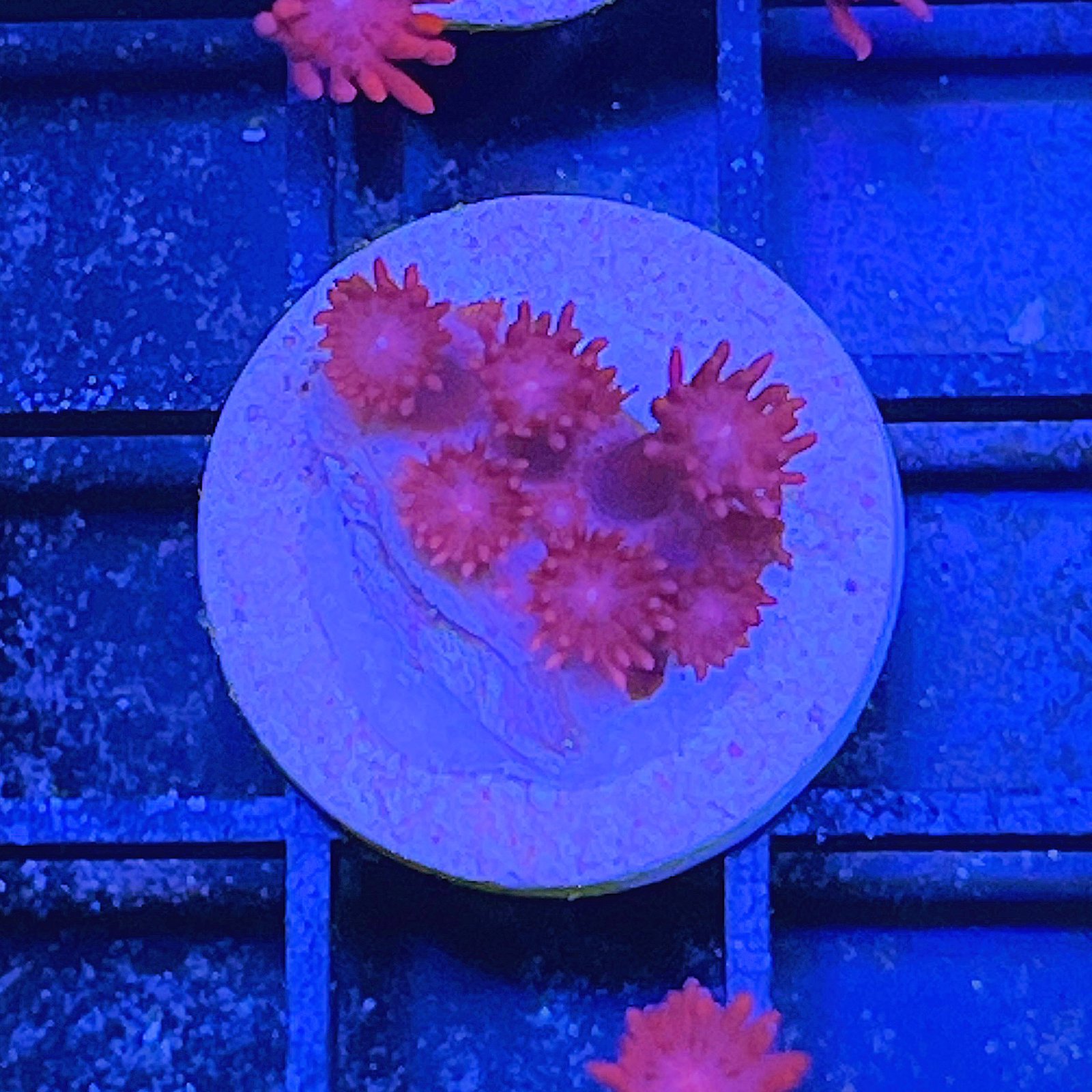 TSA Red On Goniopora