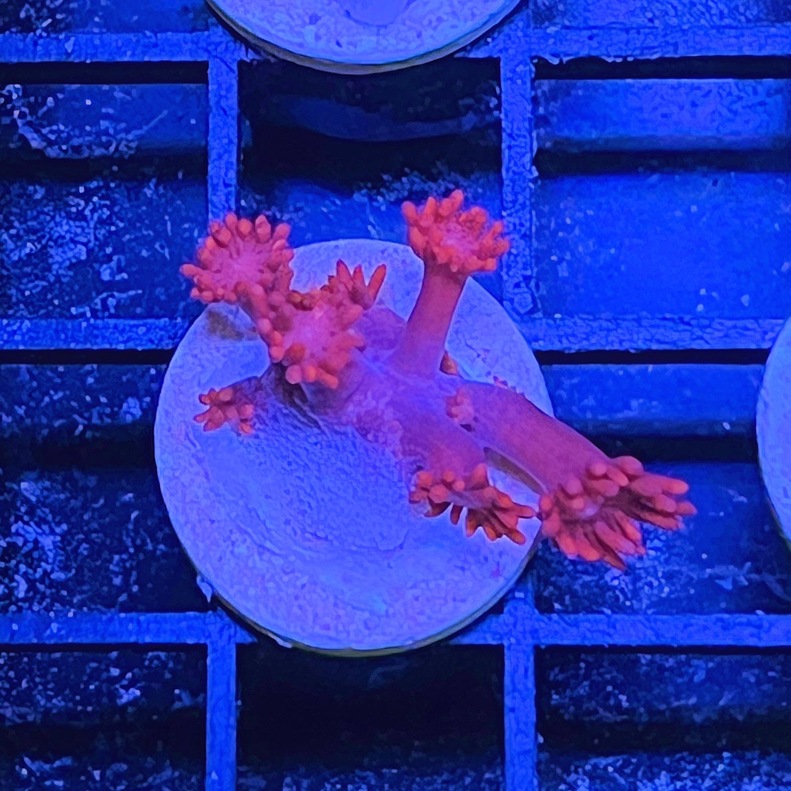 TSA Red On Goniopora