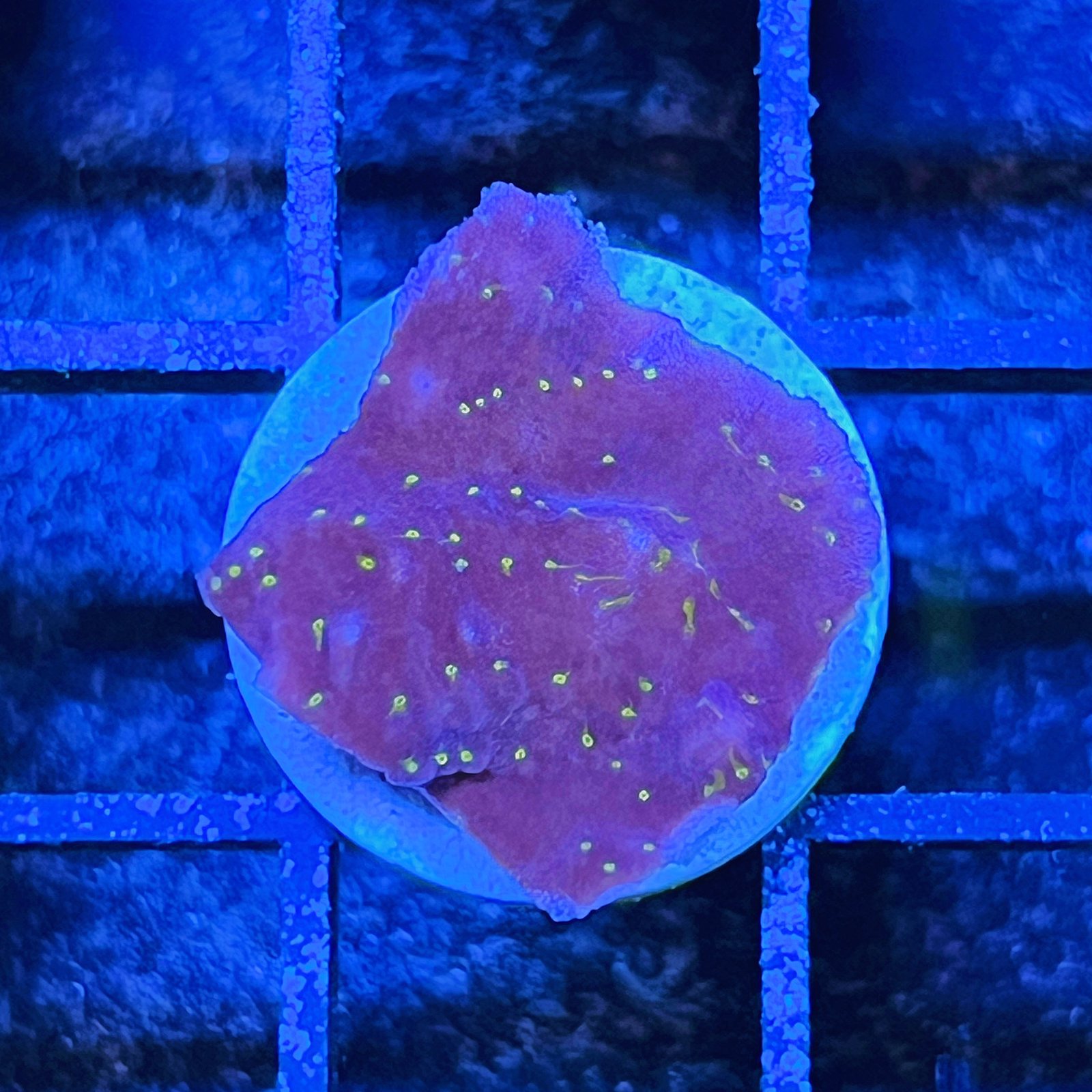 Sunburst Montipora