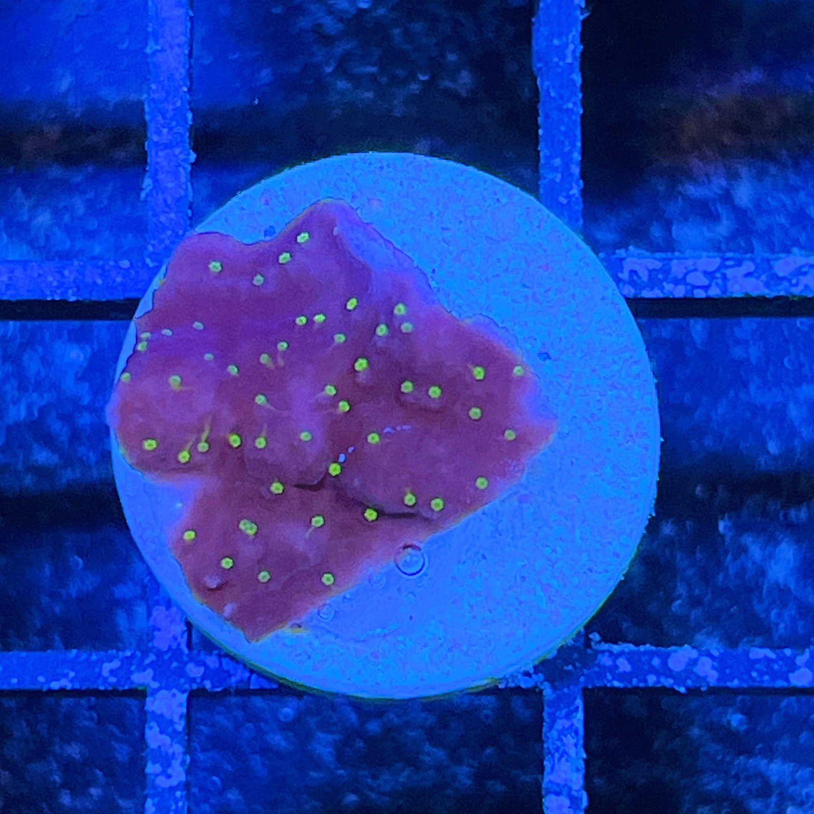 Sunburst Montipora