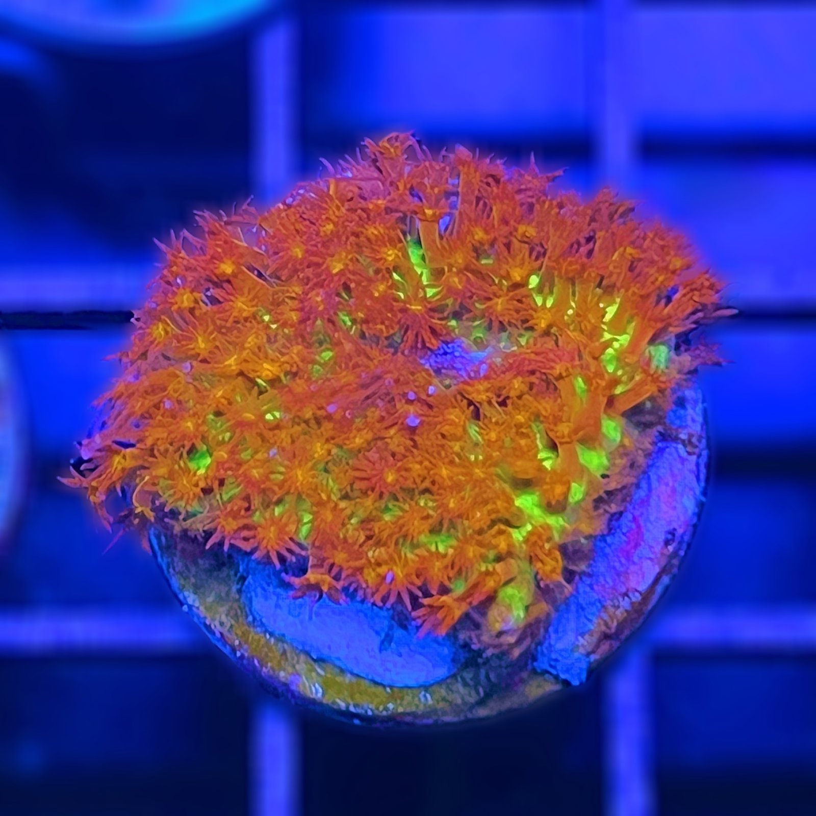 Burning Banana Stylocoeniella