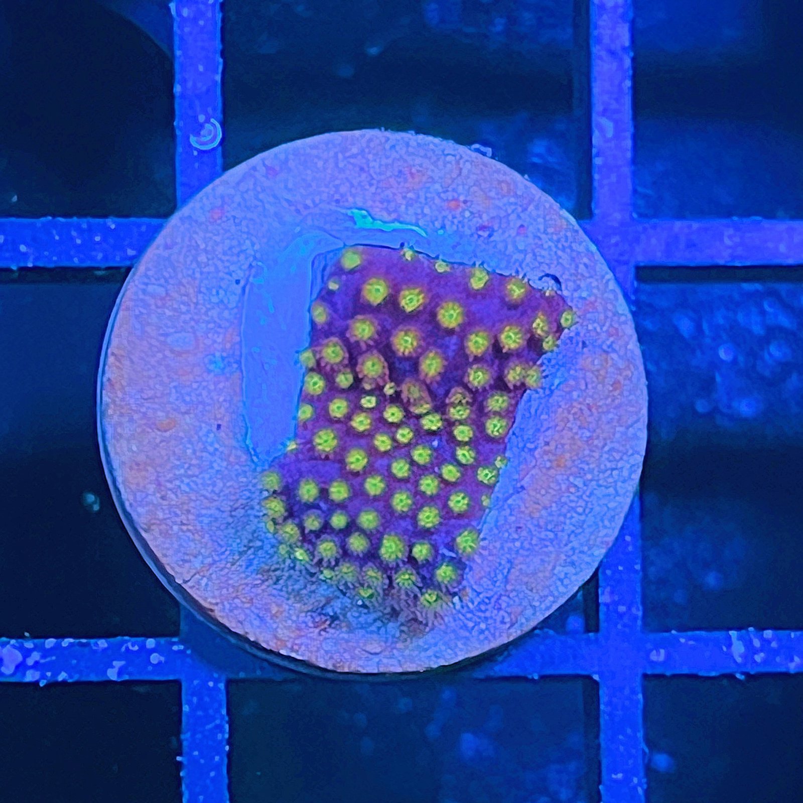 Electric Daisy Stylocoeniella