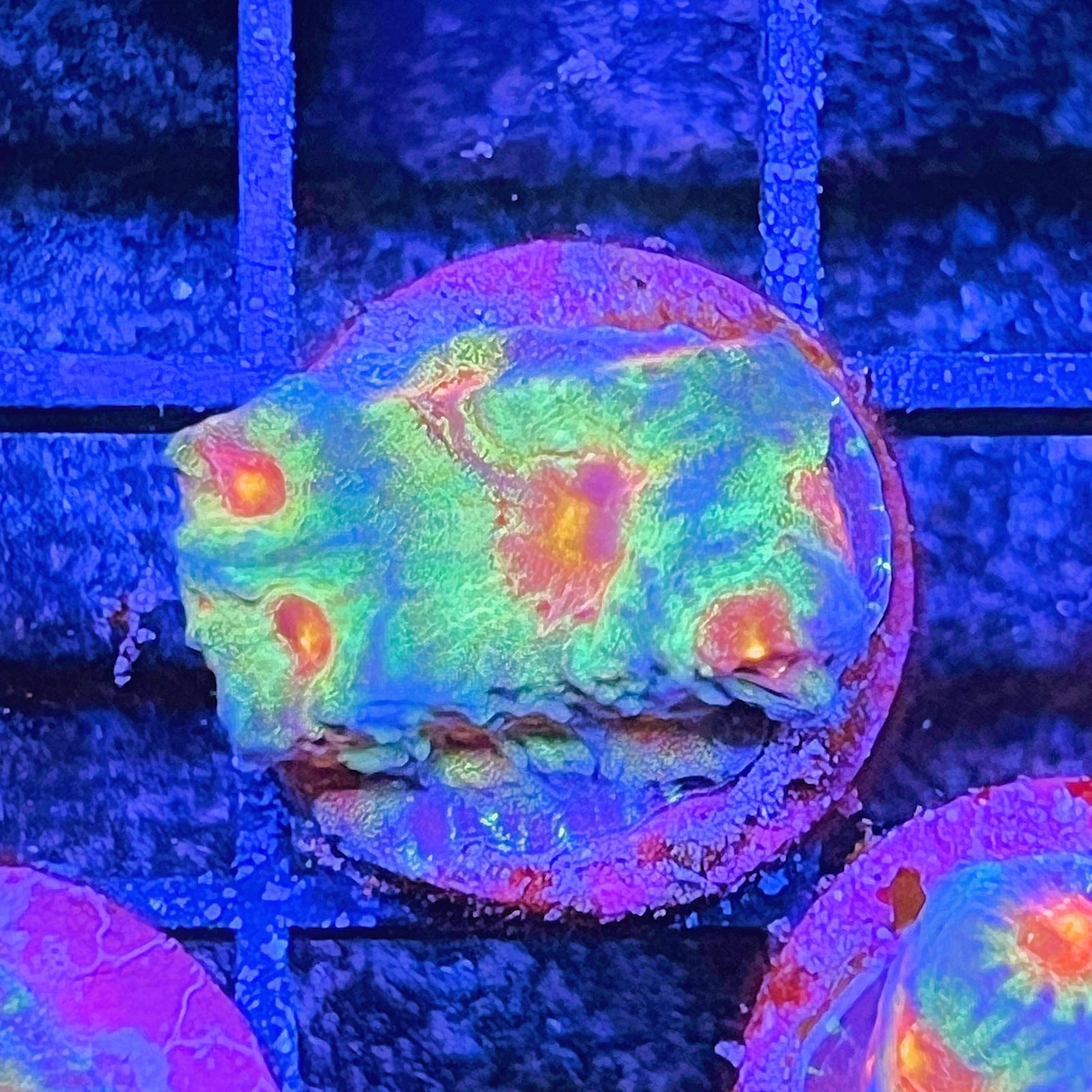 LC Ultra Rainbow Favia