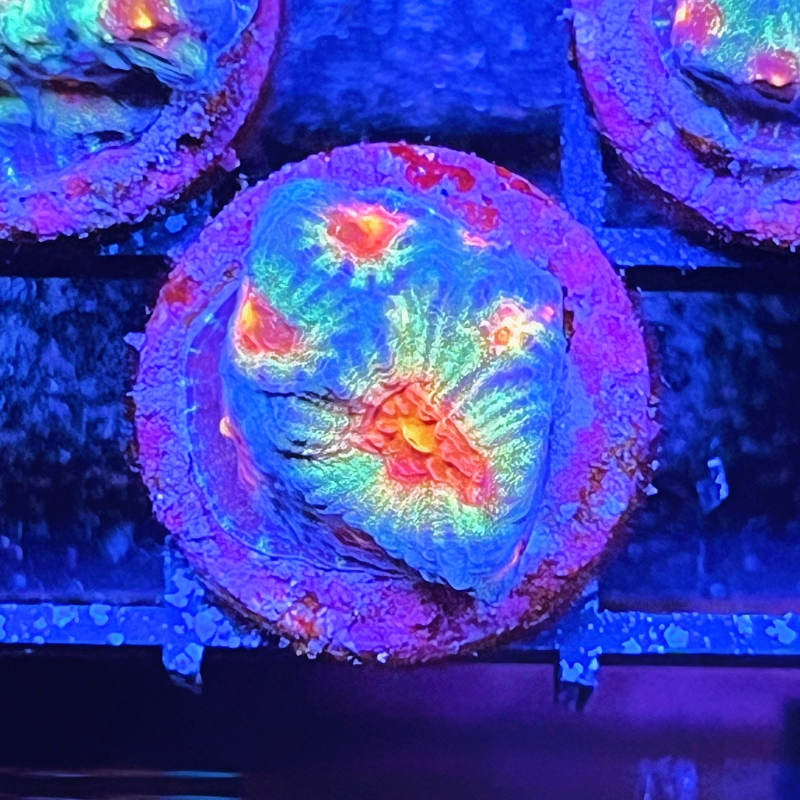 LC Ultra Rainbow Favia