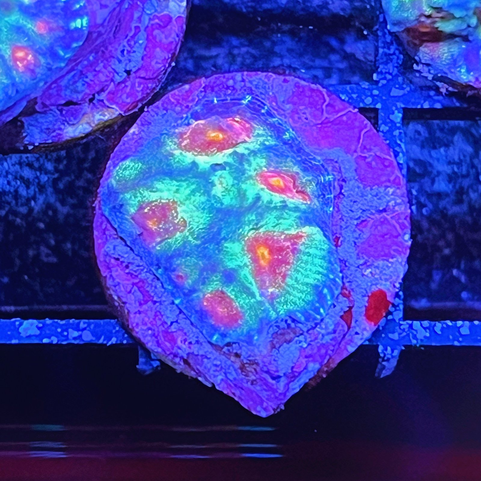 LC Ultra Rainbow Favia