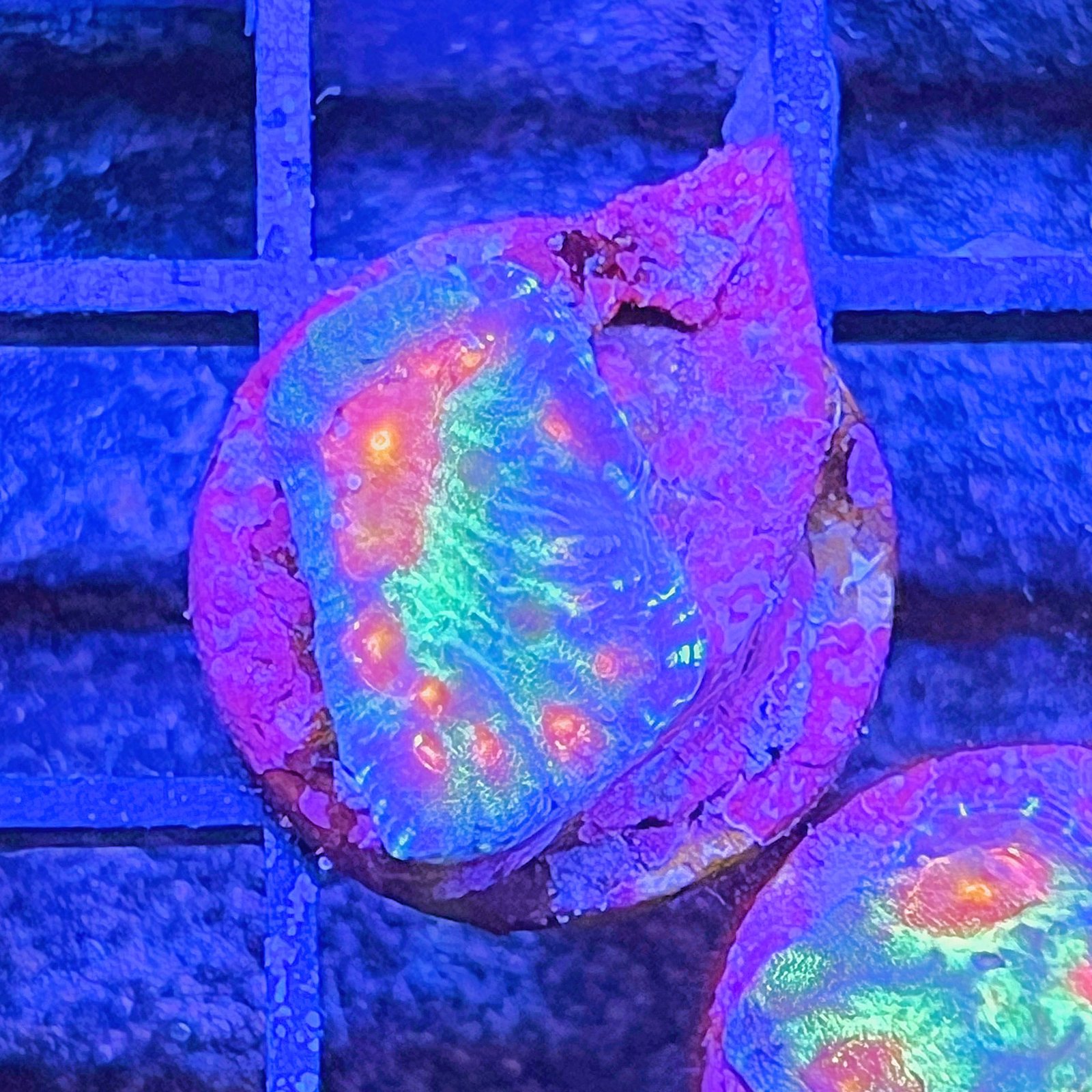 LC Ultra Rainbow Favia