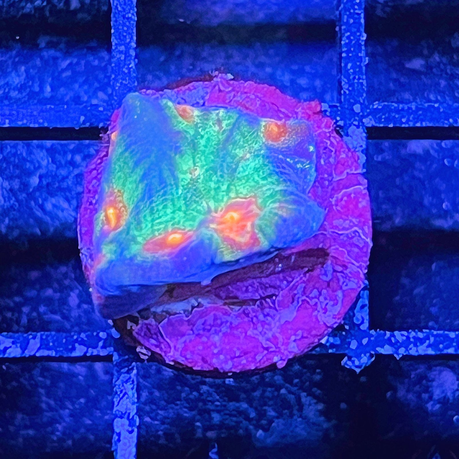 LC Ultra Rainbow Favia