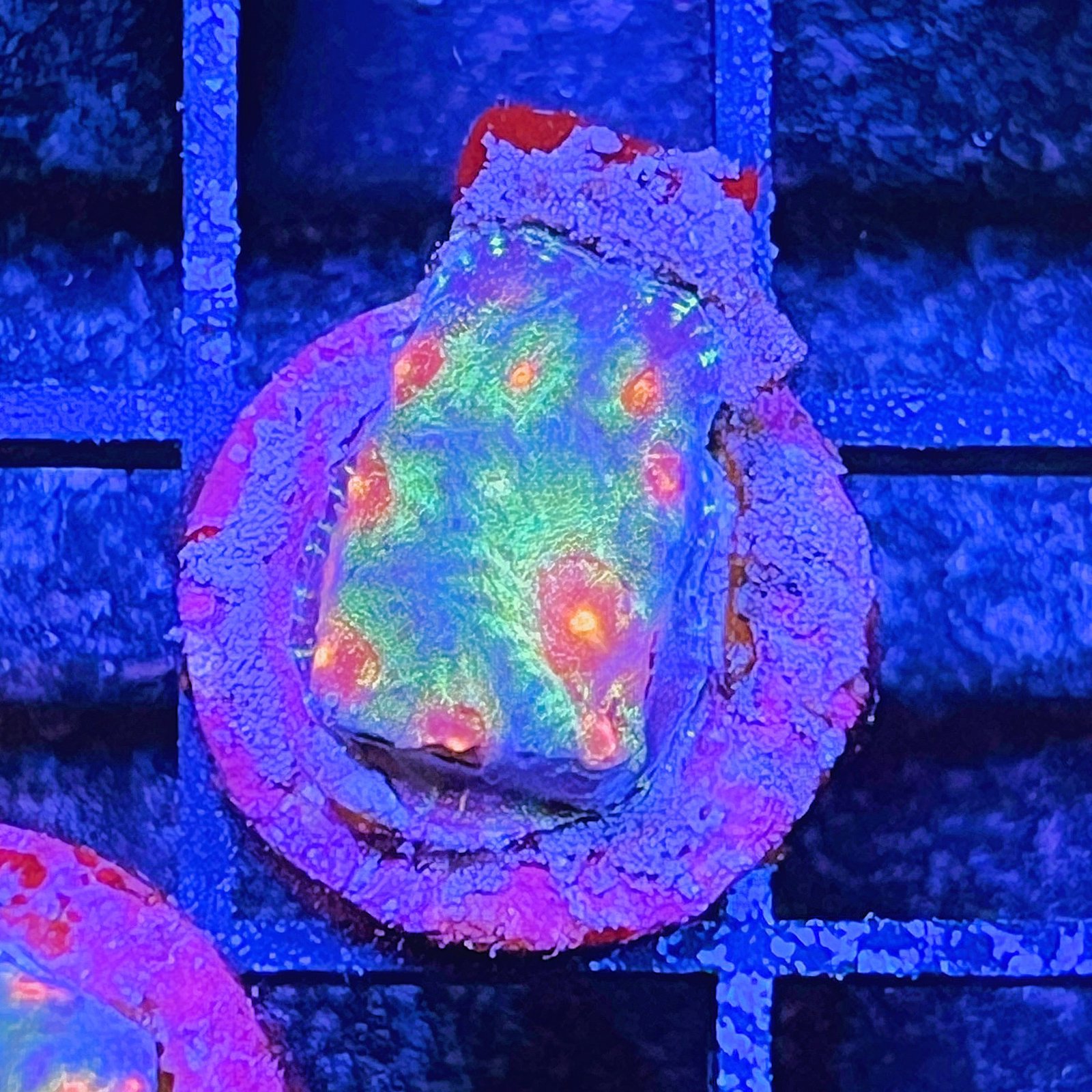 LC Ultra Rainbow Favia