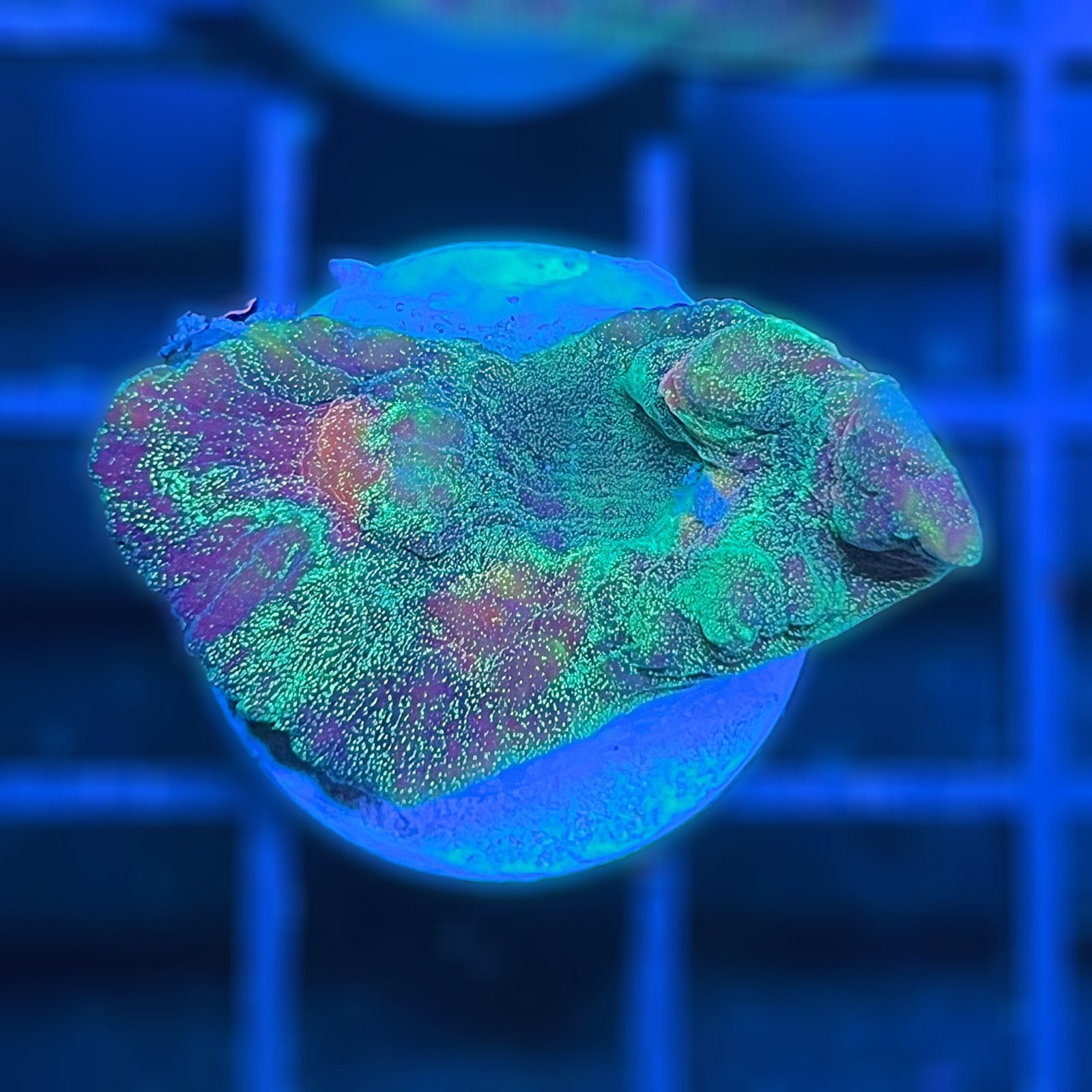 LC Cosmic Dust Chalice