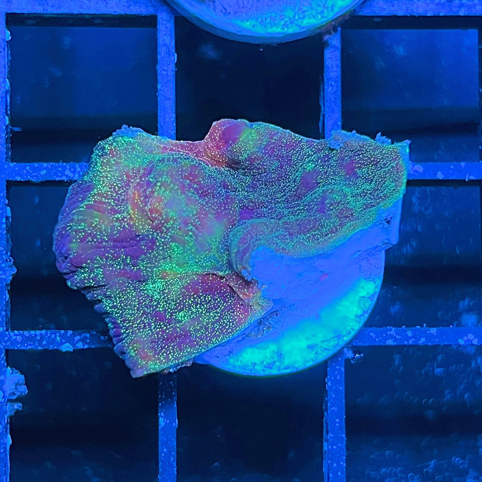 LC Cosmic Dust Chalice
