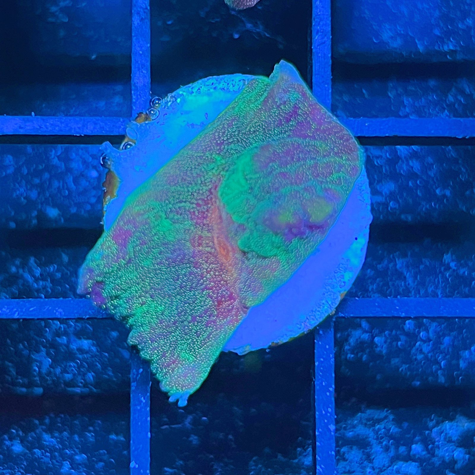 LC Cosmic Dust Chalice