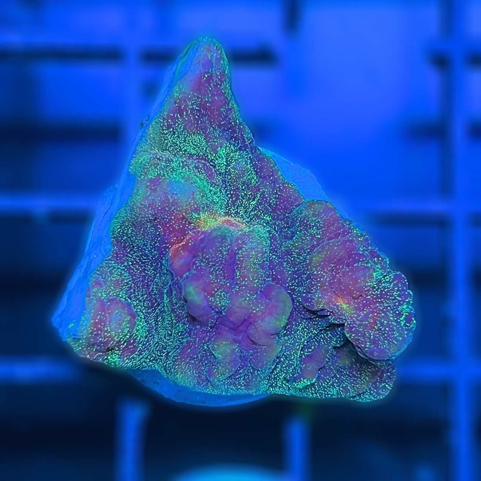 LC Cosmic Dust Chalice