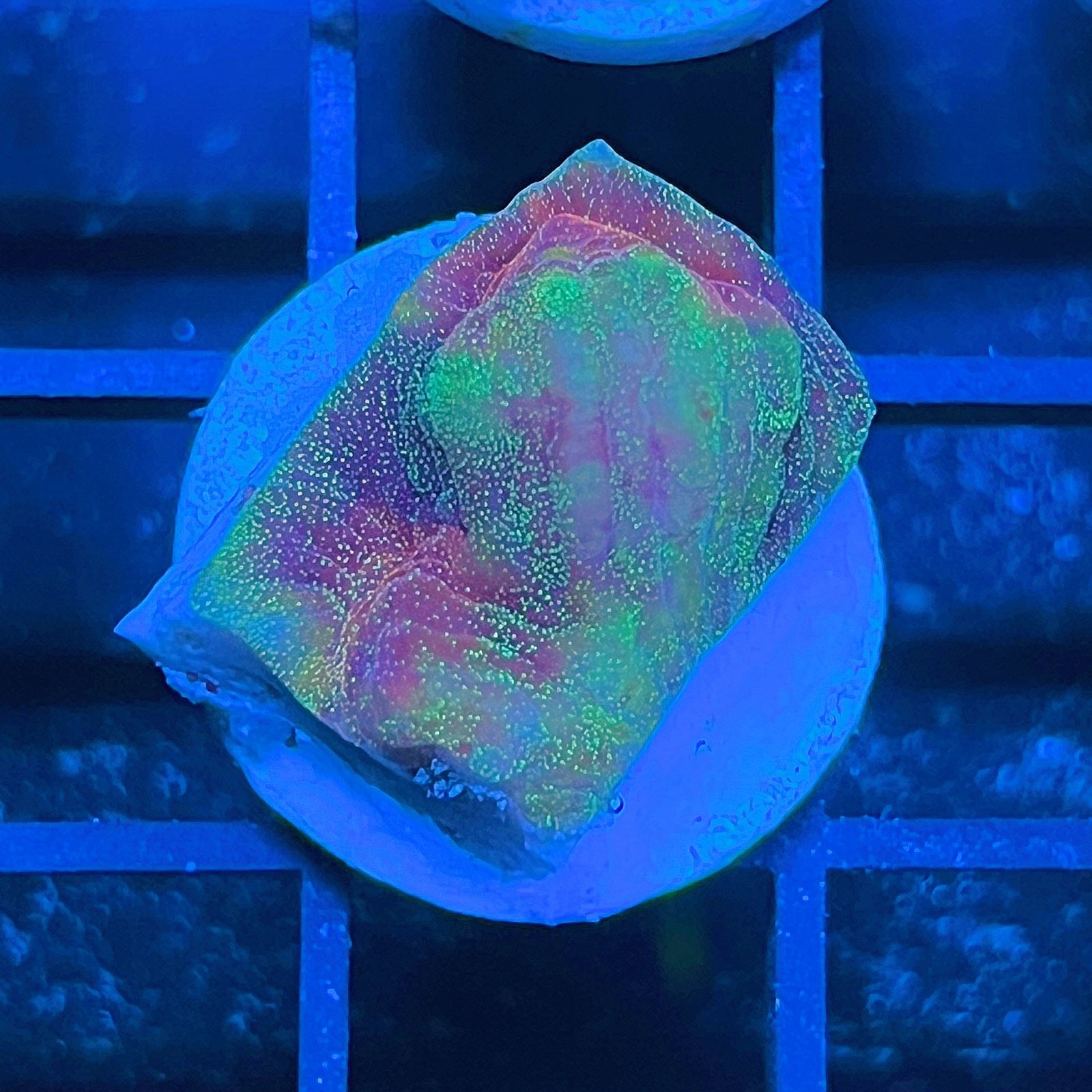 LC Cosmic Dust Chalice