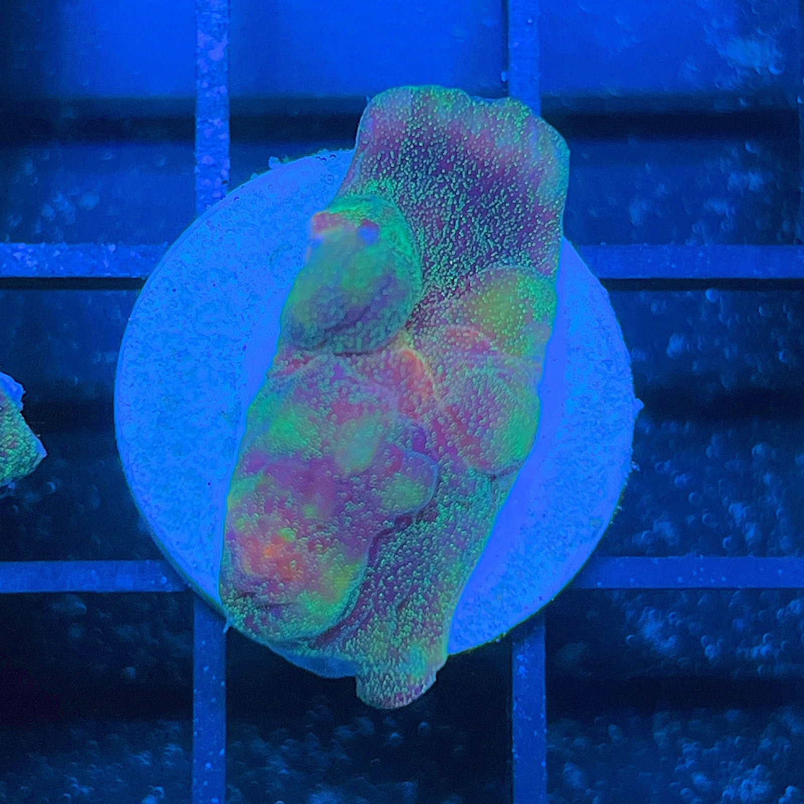 LC Cosmic Dust Chalice