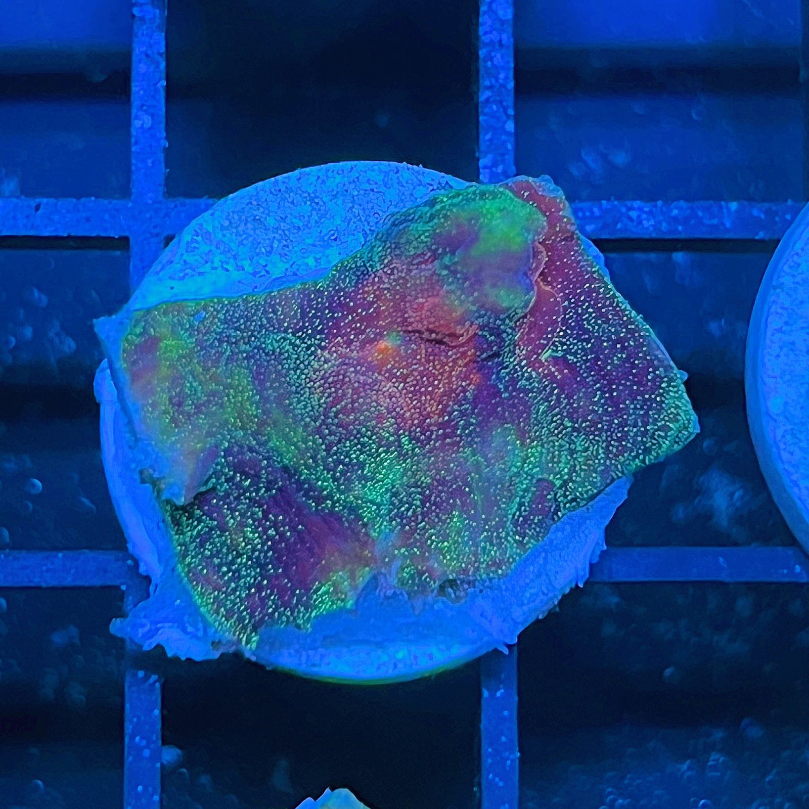LC Cosmic Dust Chalice