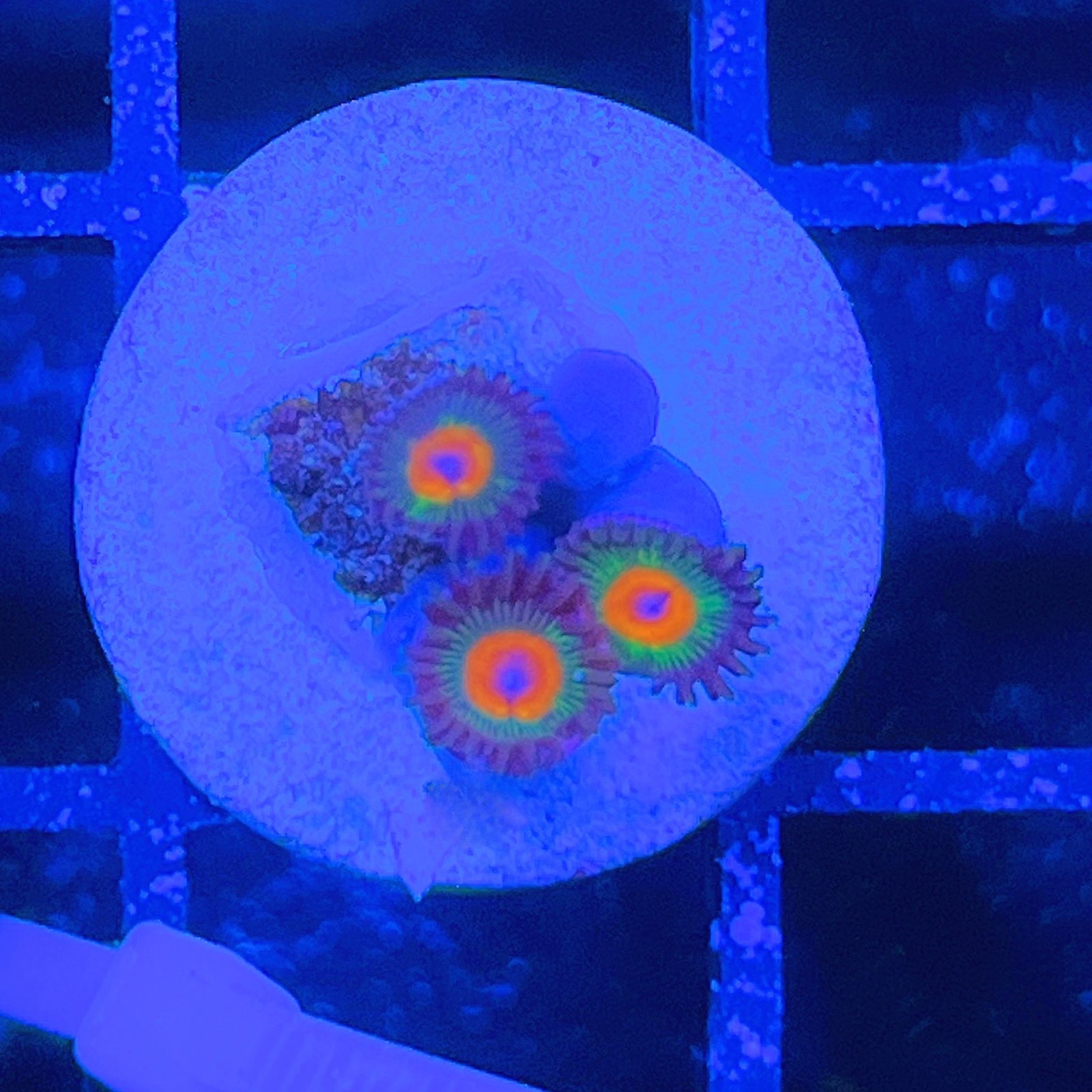 Little Star Zoas