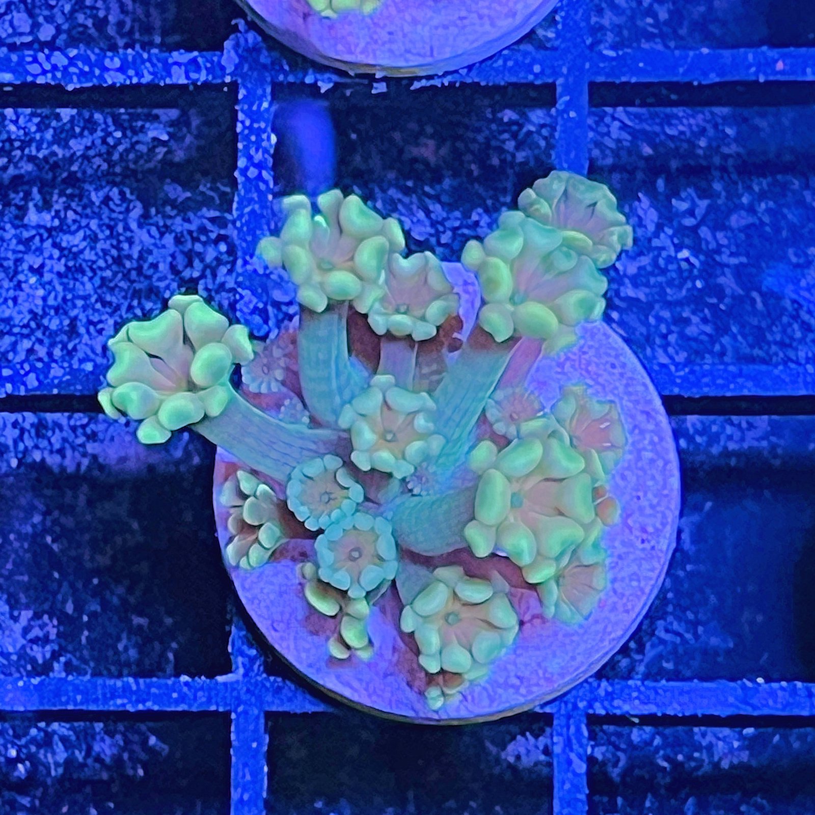 Alveopora - Yellow Lime