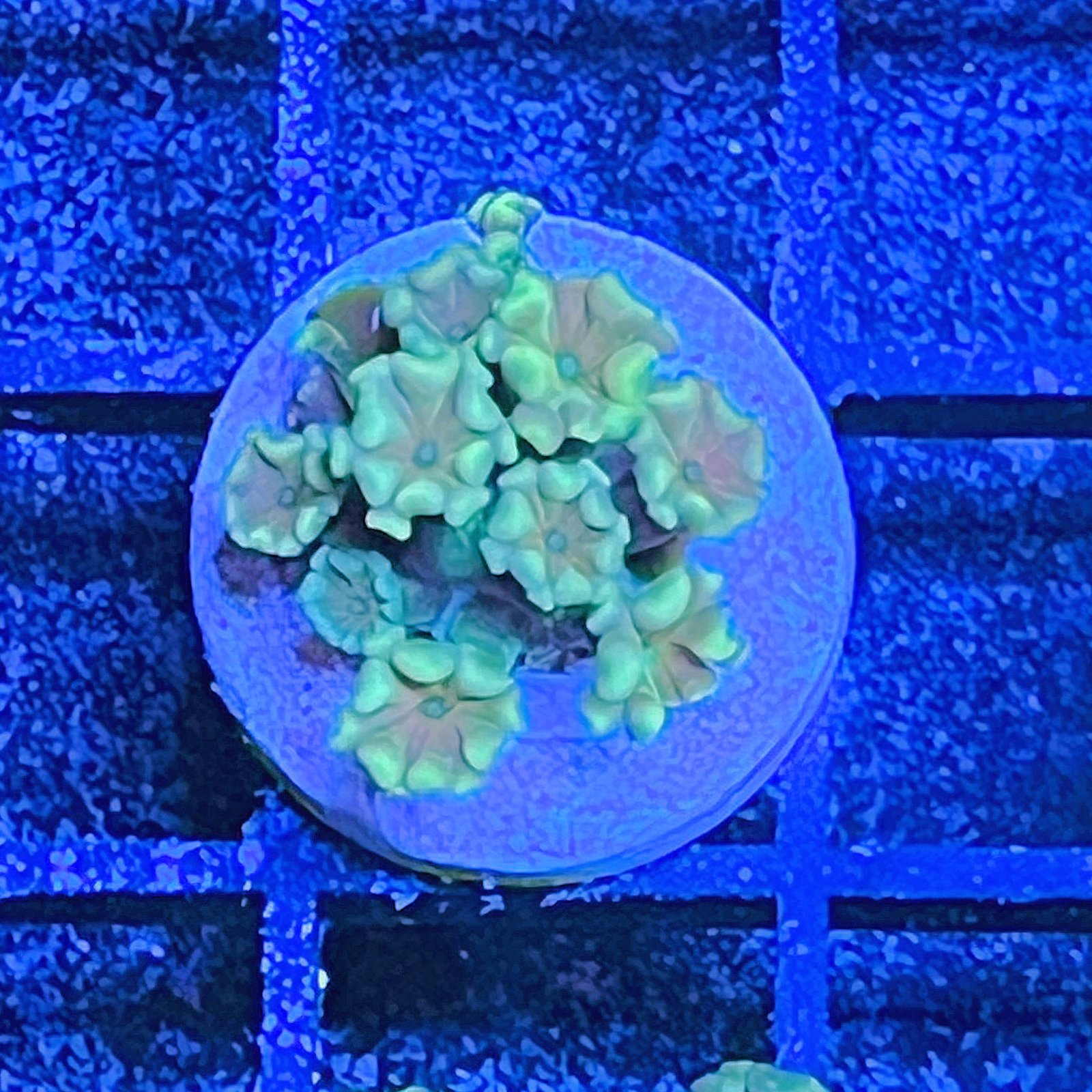 Alveopora - Yellow Lime