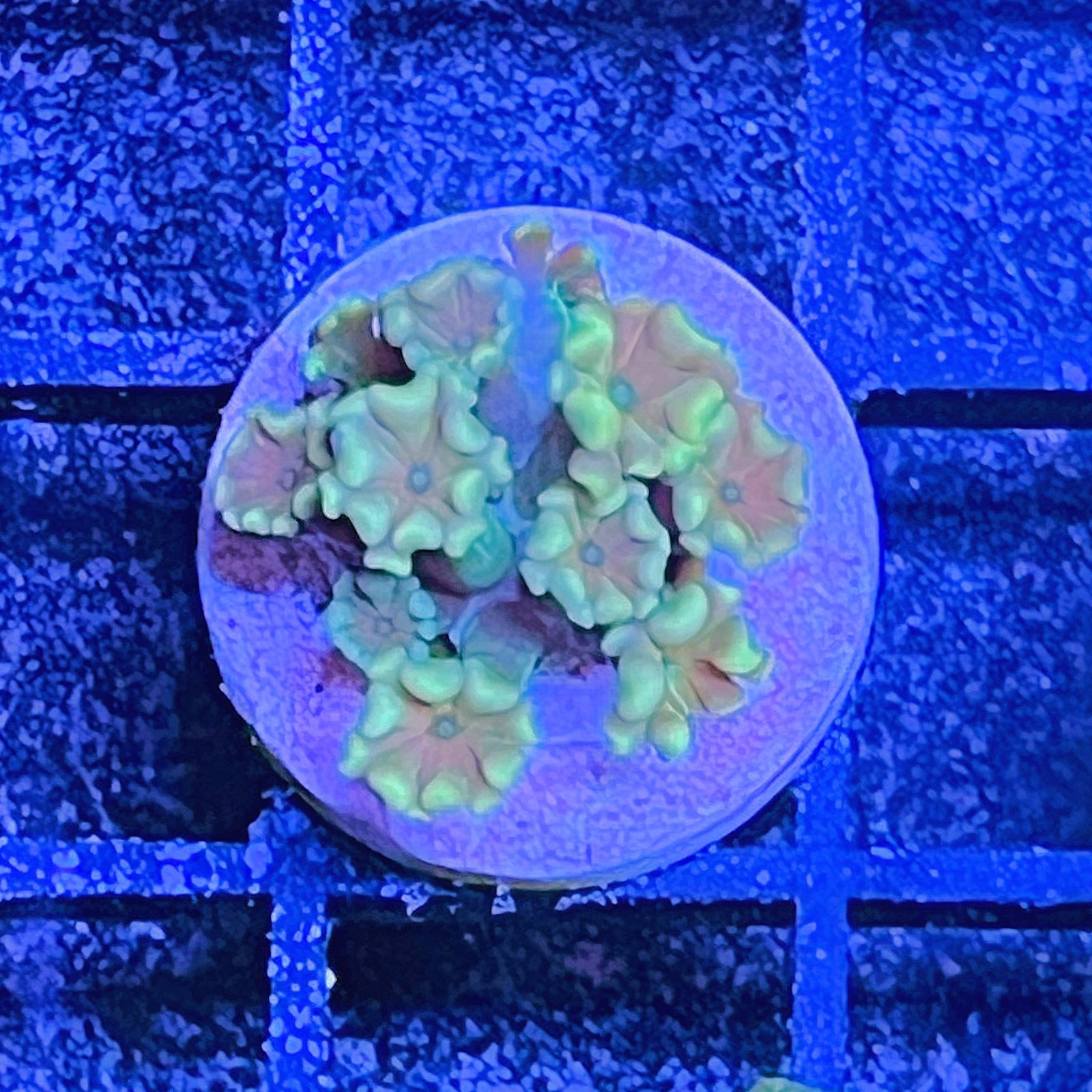 Alveopora - Yellow Lime