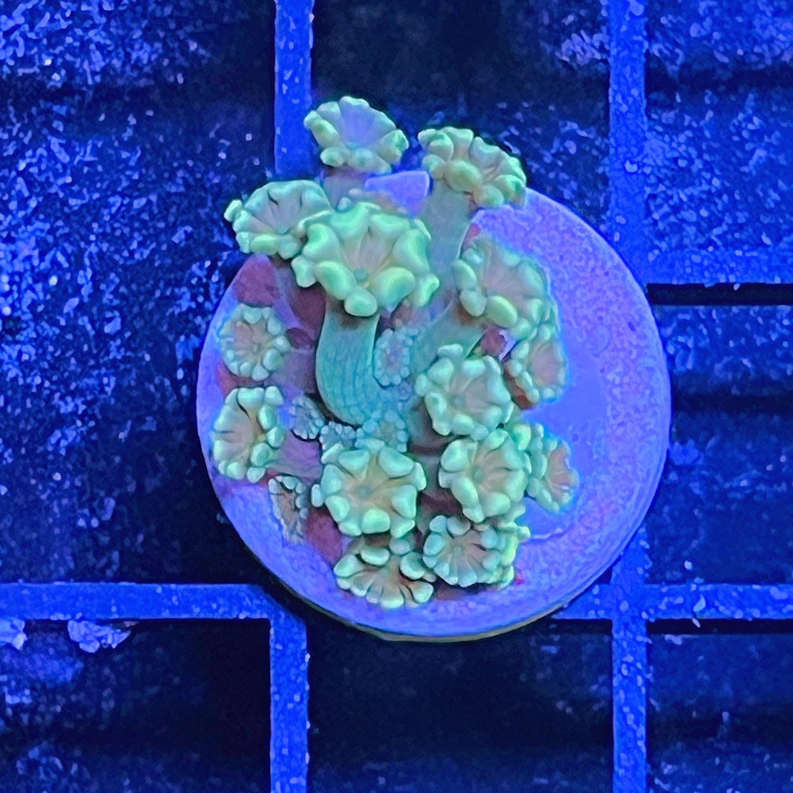 Alveopora - Yellow Lime