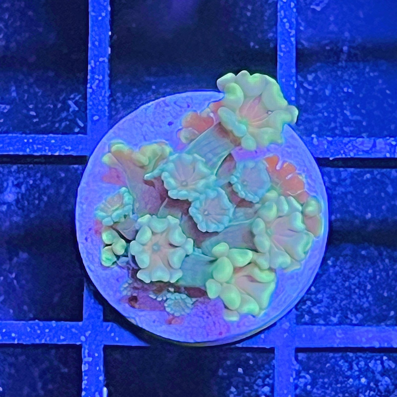 Alveopora
