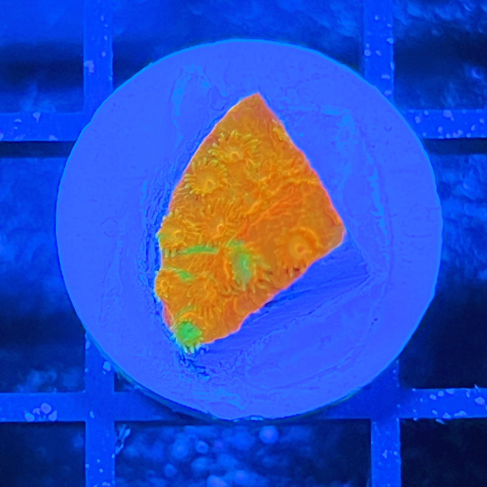 Circuit Breaker Cyphastrea