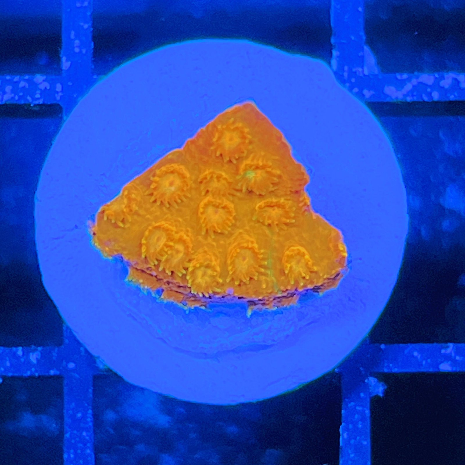 Circuit Breaker Cyphastrea
