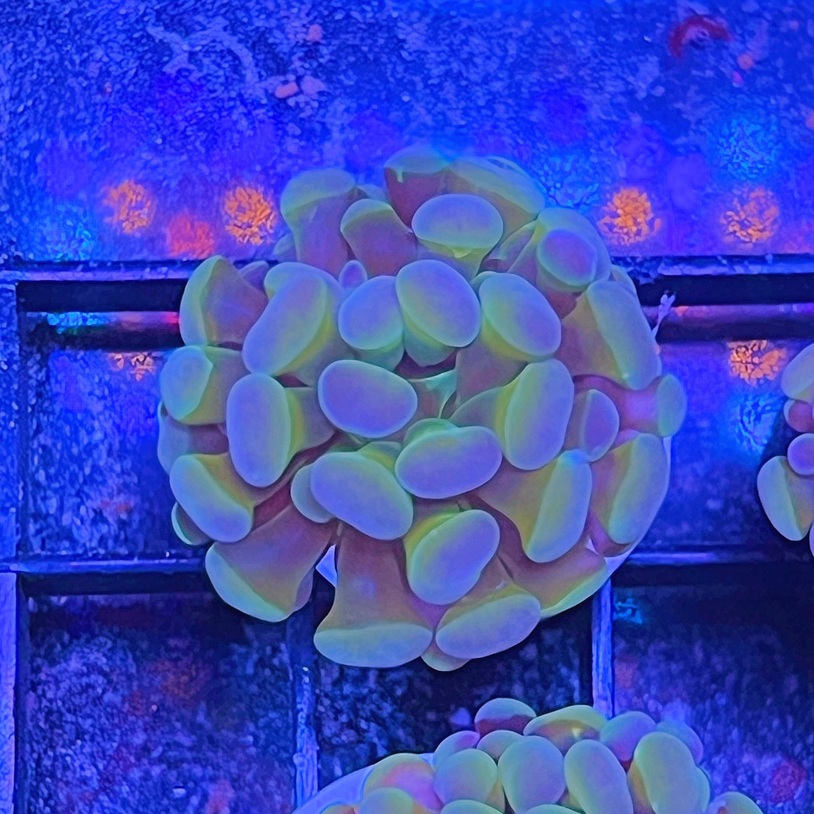 Rainbow Kaleidoscope Hammer