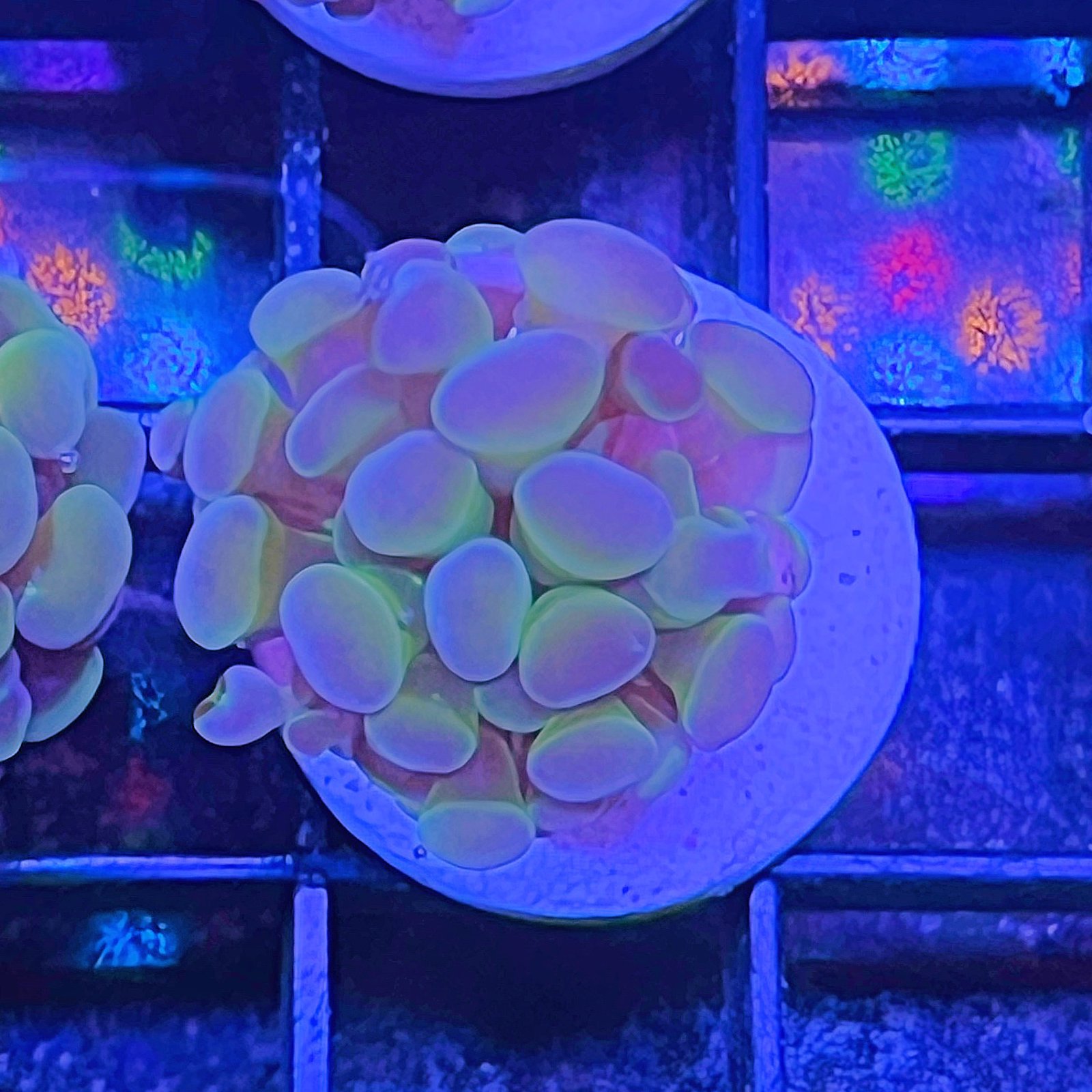 Rainbow Kaleidoscope Hammer