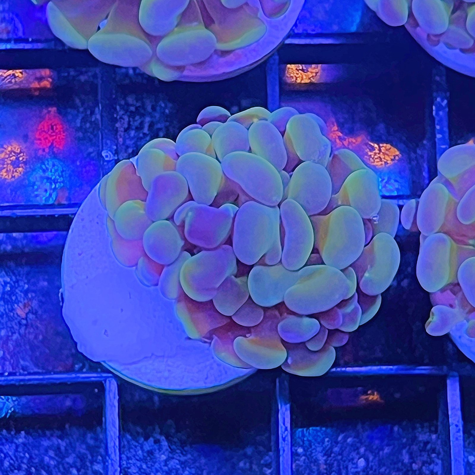Rainbow Kaleidoscope Hammer