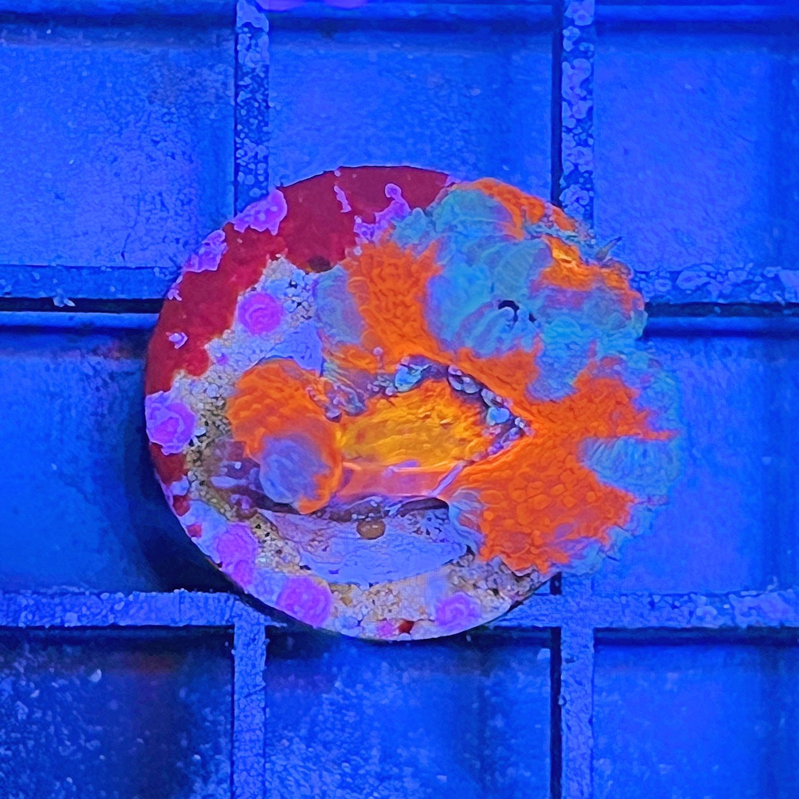 Acanthastrea Lordhowensis Rainbow