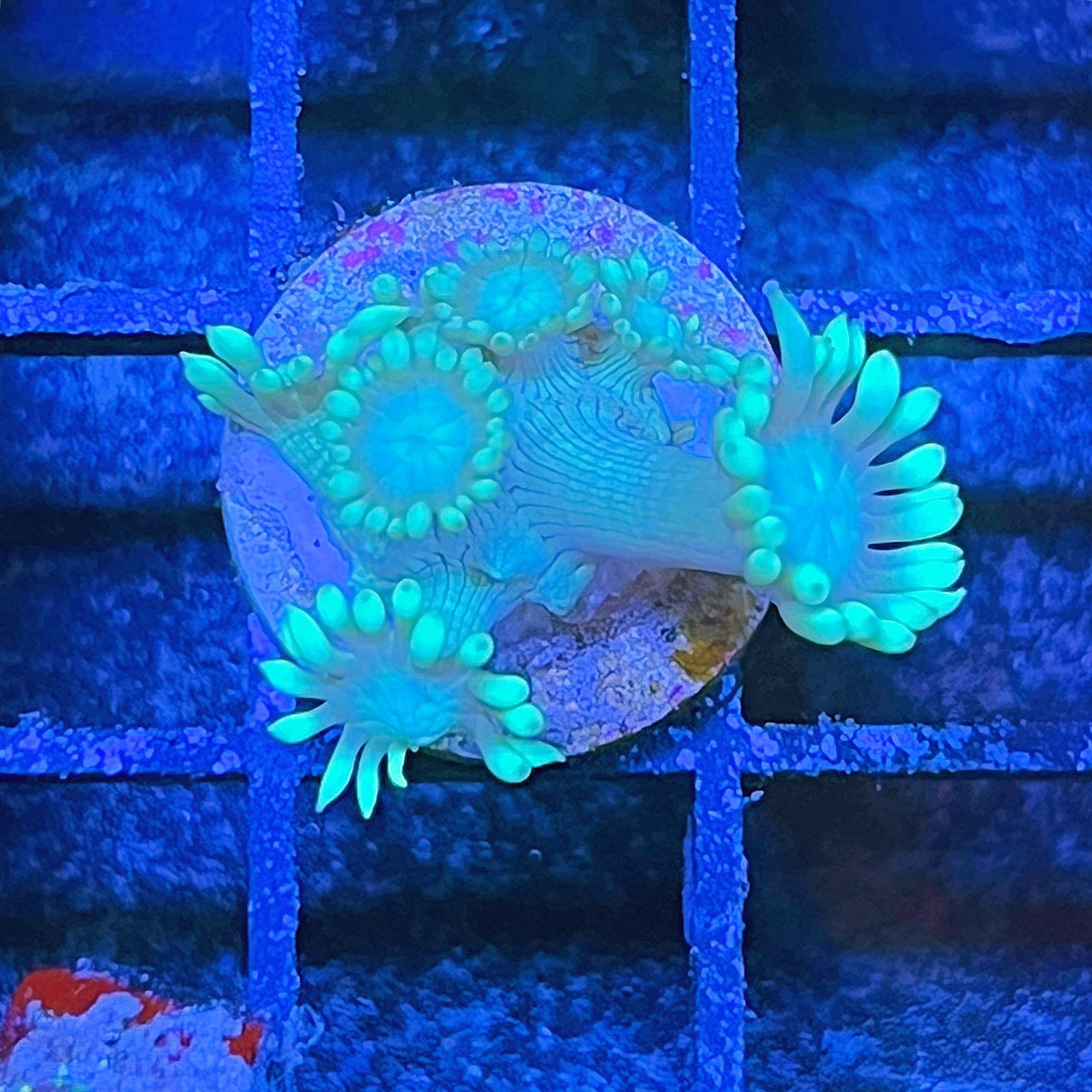 LC Aqua Bloom Goniopora