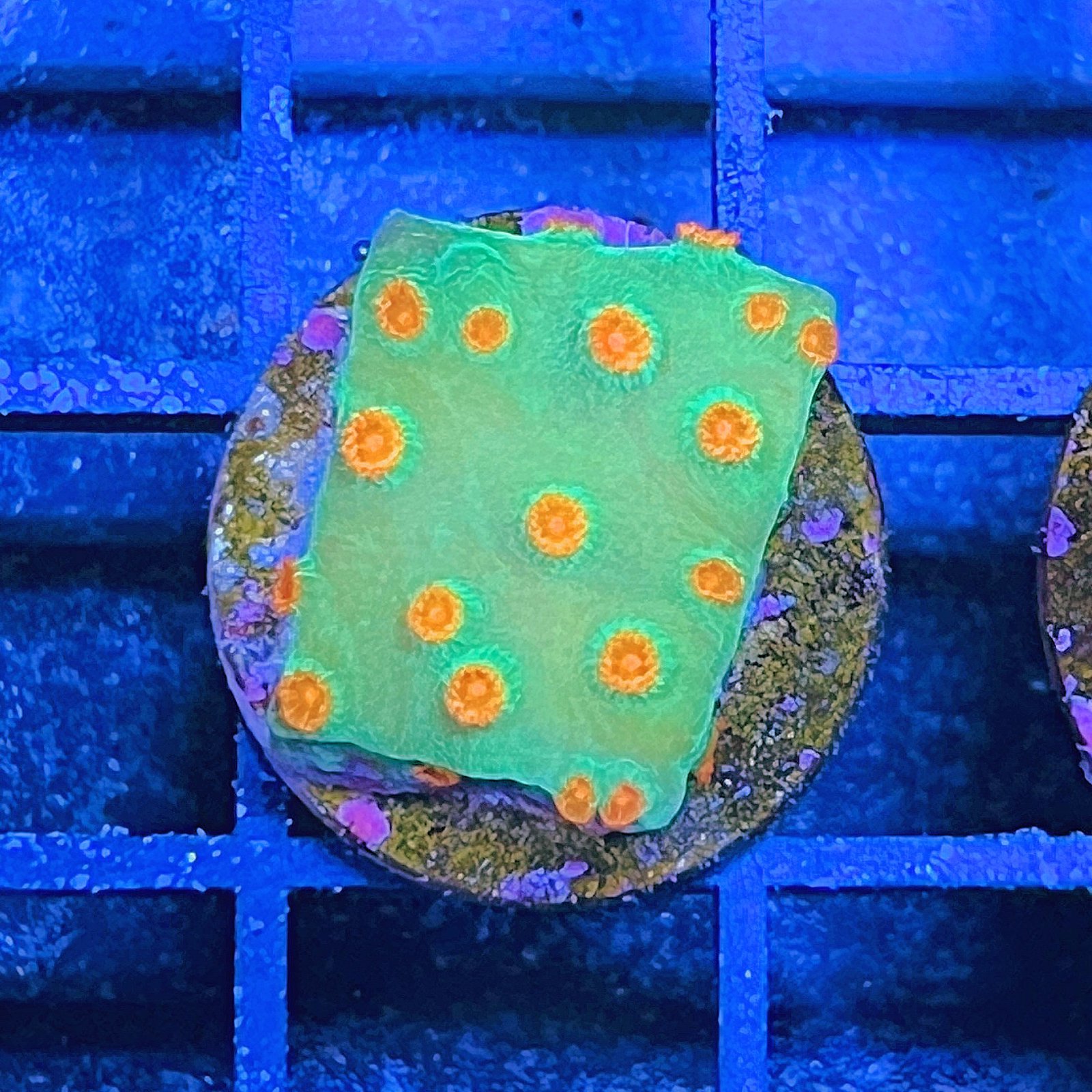 Meteor Shower Cyphastrea