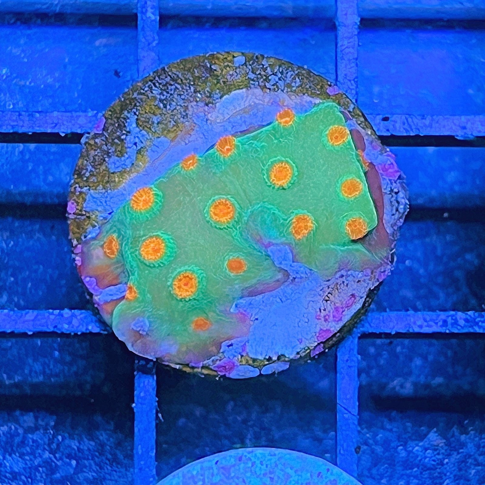 Meteor Shower Cyphastrea