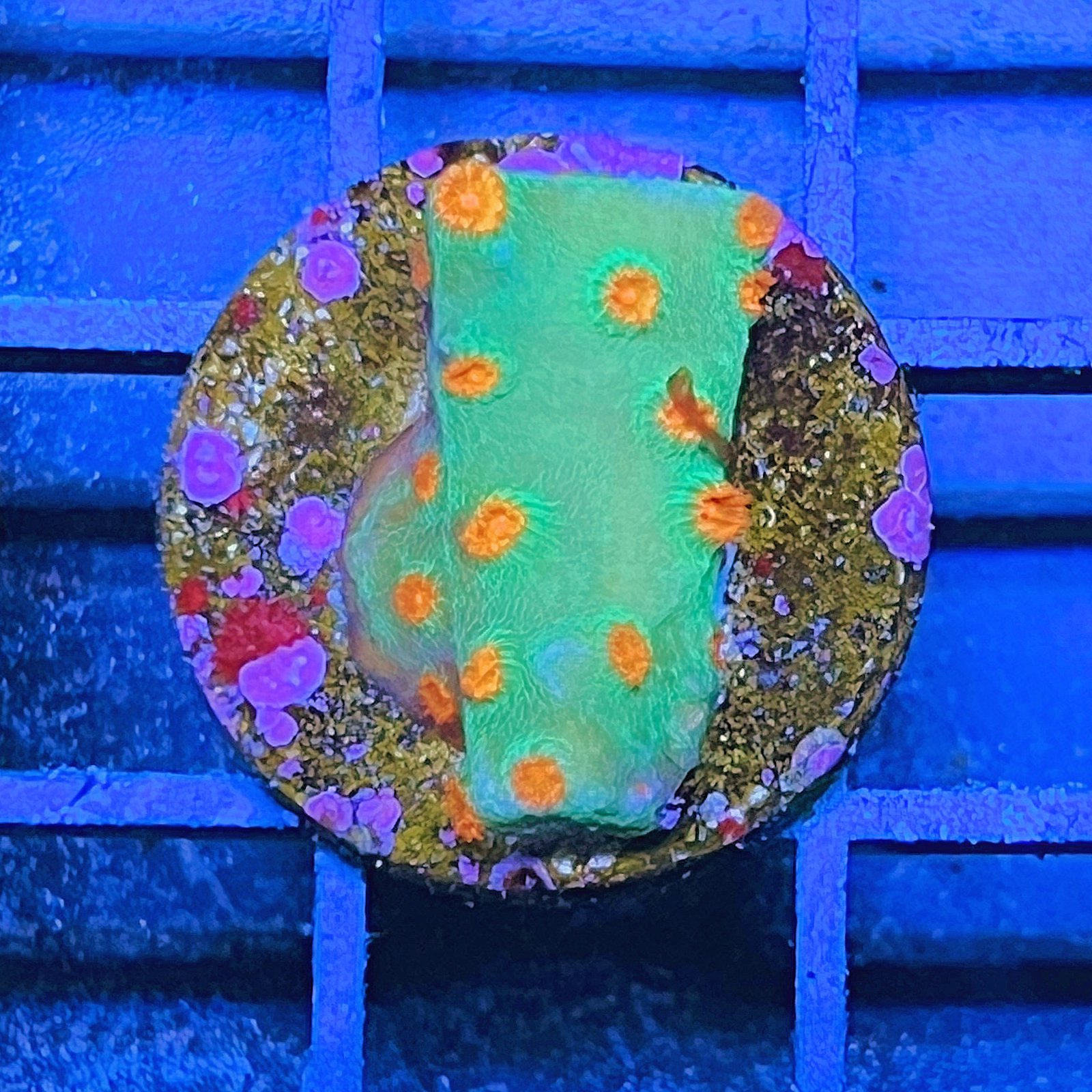 Meteor Shower Cyphastrea