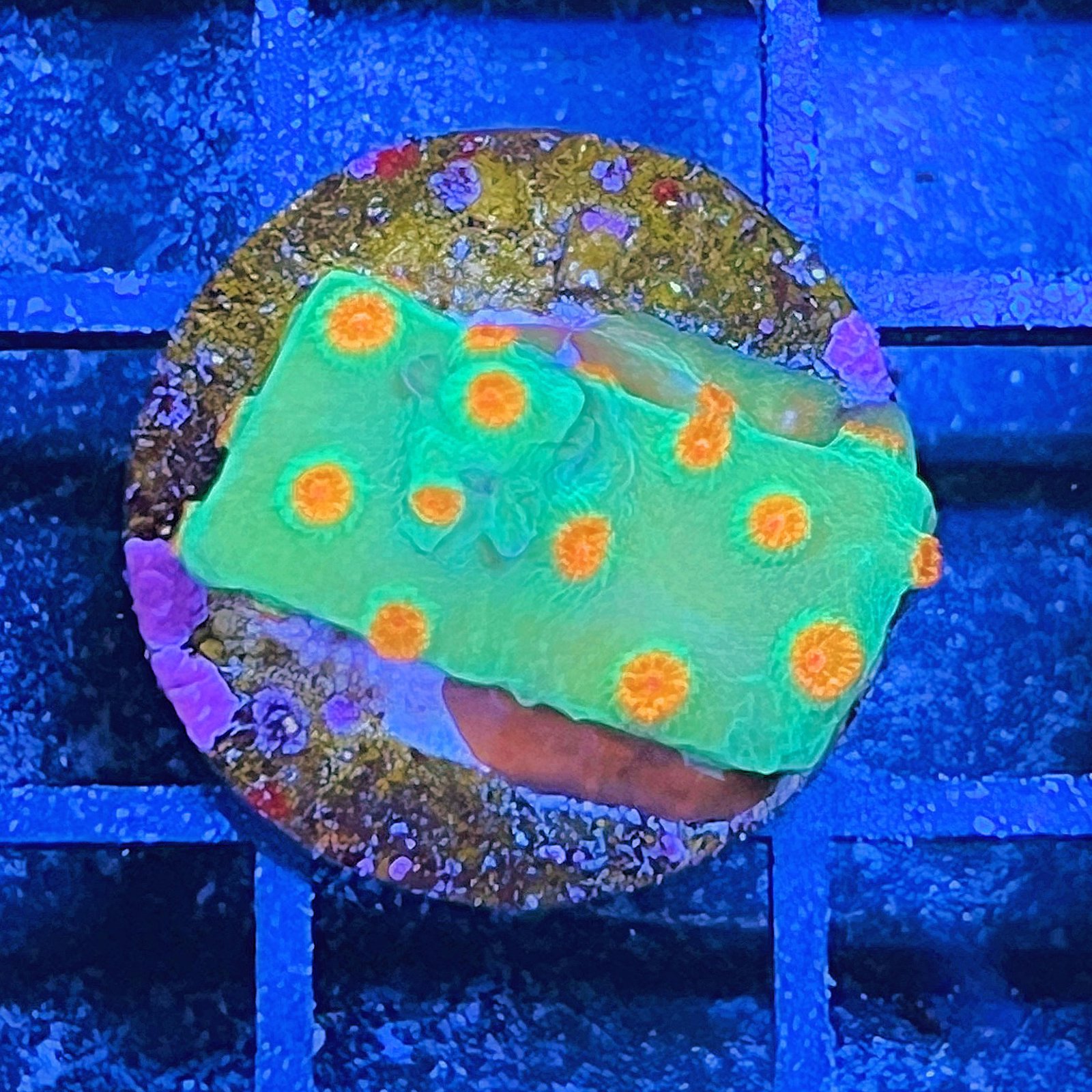 Meteor Shower Cyphastrea