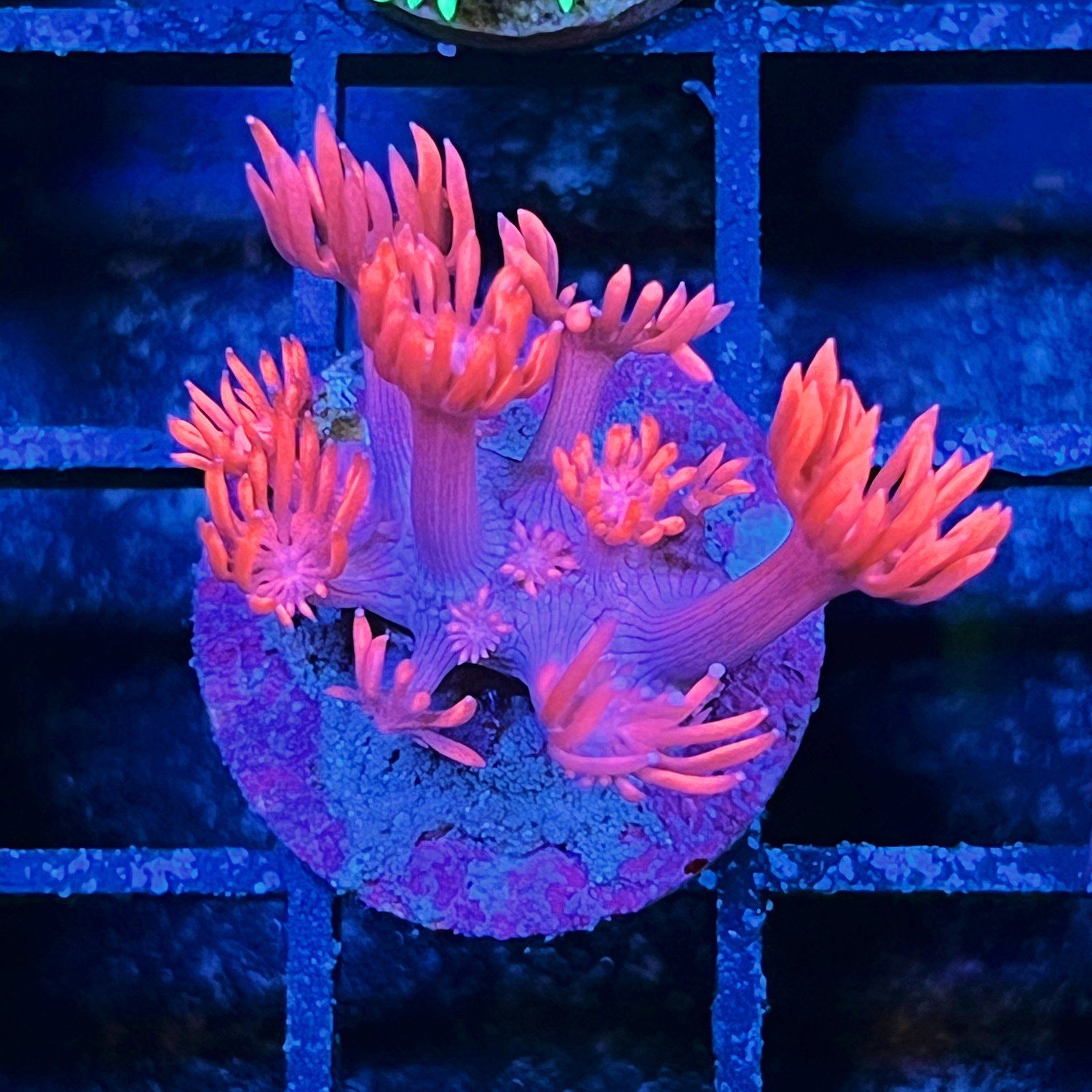 WWC Pink Lady Goniopora