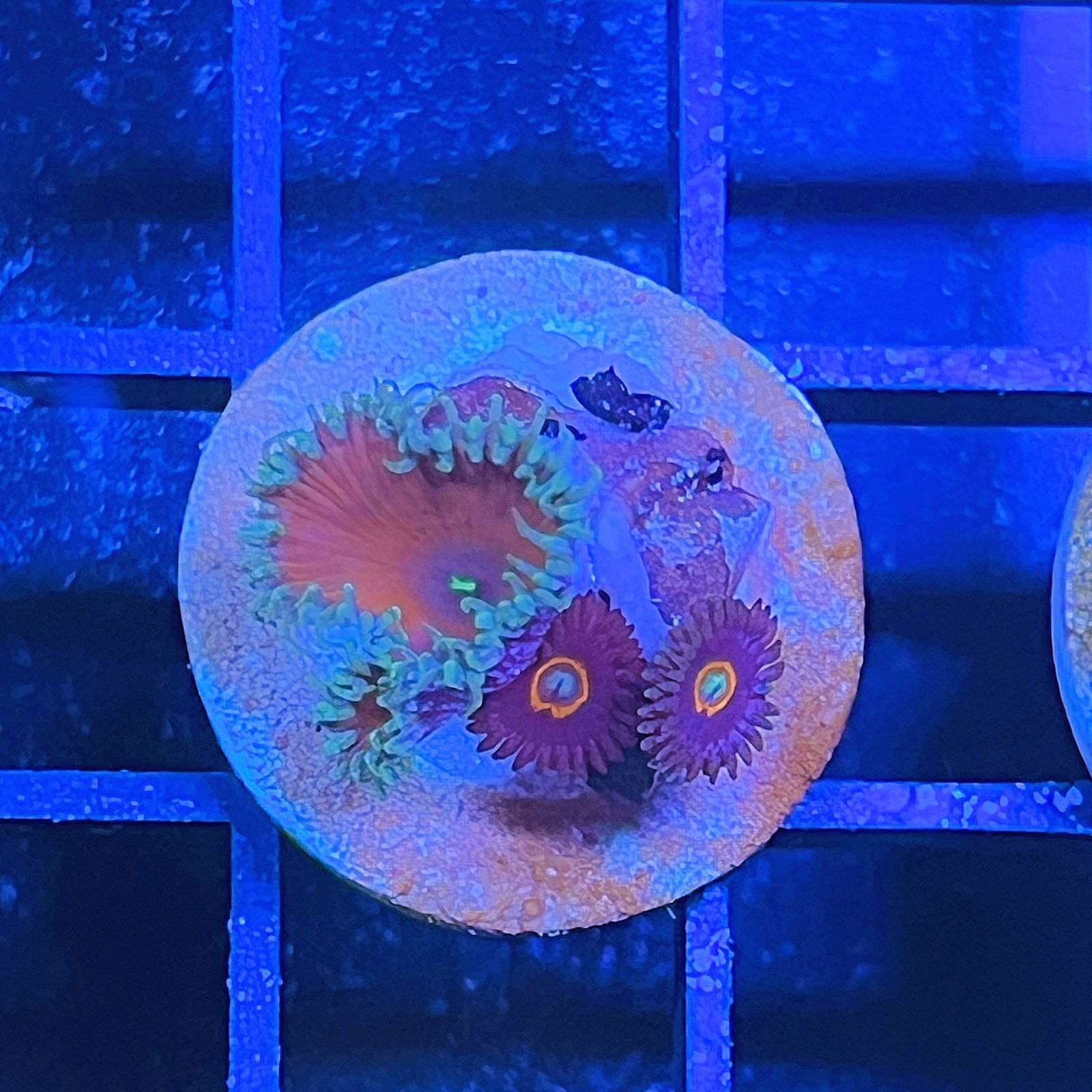 Combo Zoas