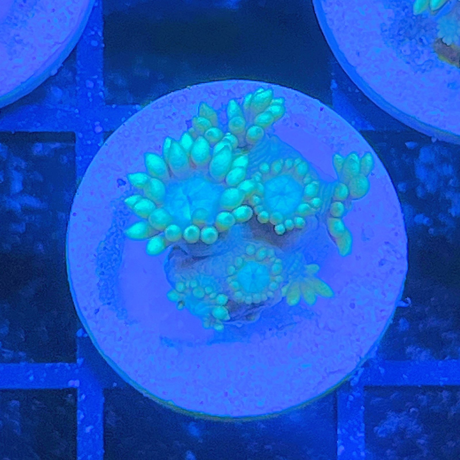 LC Aqua Lotus Goniopora